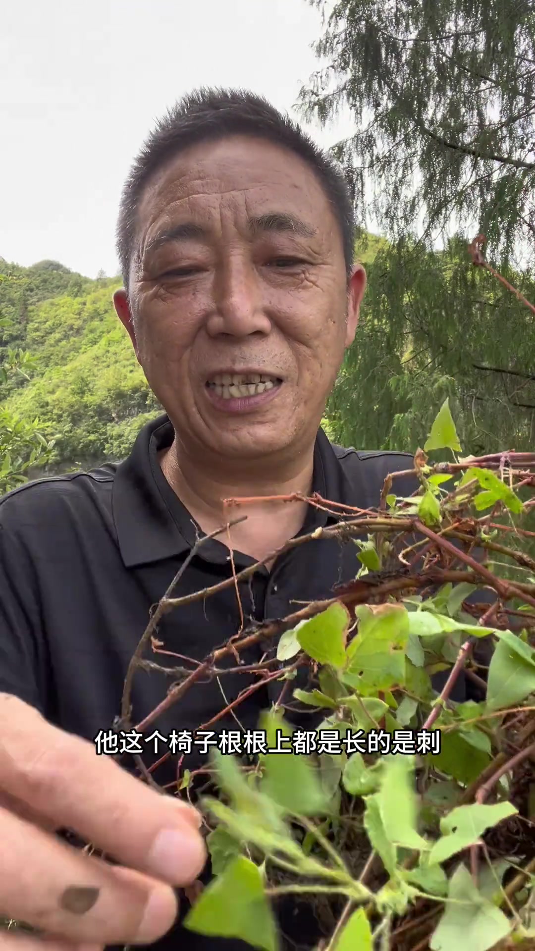 杠板归,你们叫什么药用植物