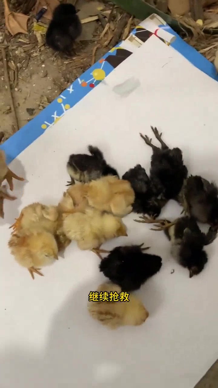 小鸡仔奄奄一息,众人紧急抢救