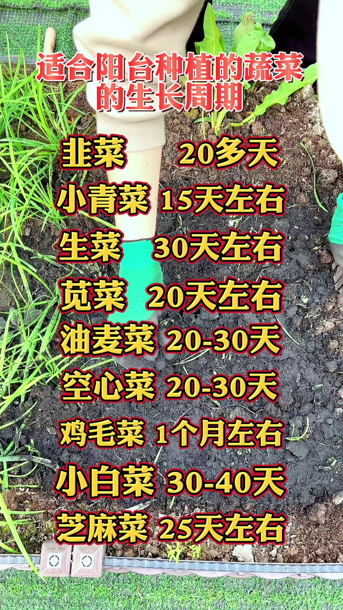 楼顶阳台好好种的几种蔬菜生长周期