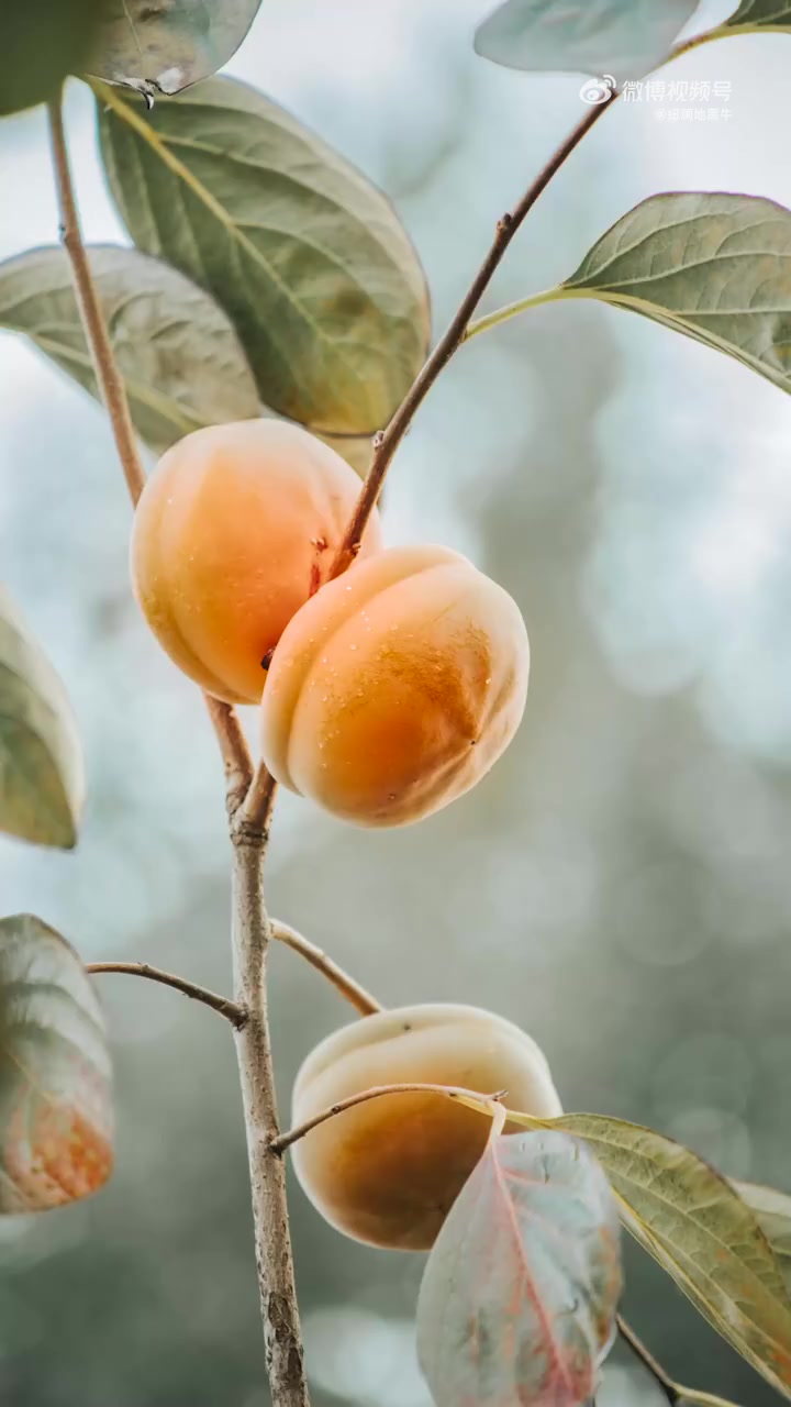 雪花牛肉指脂肪均匀分布于肌肉组织中,形成大理石样花纹,类似于“雪花”飘洒在鲜红的牛肉上,如