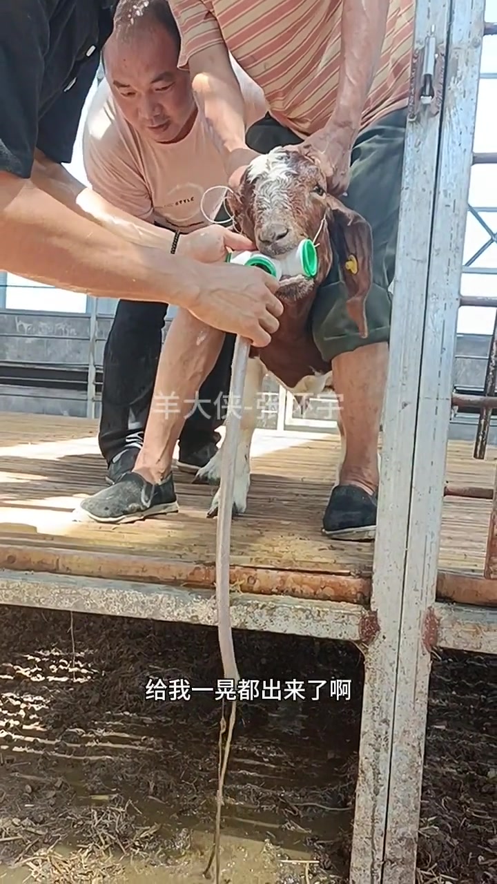 农村养羊 小 羊肚子积水洗胃方法分享