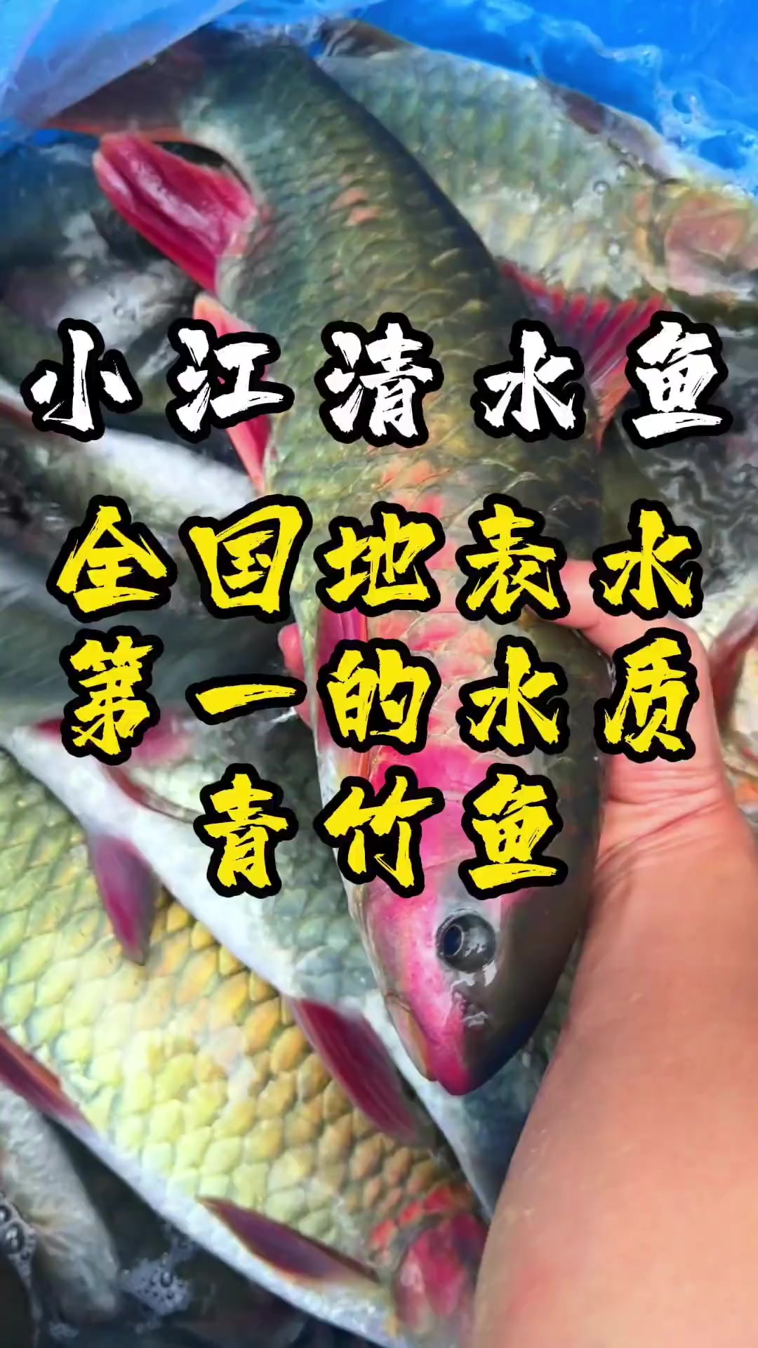 广西特色“忘不了鱼”,好的水质才能养出青竹鱼