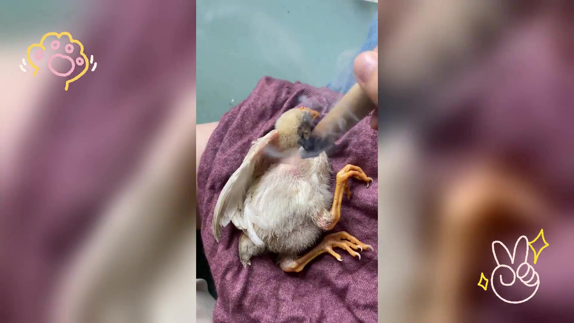 鸡滑囊炎尝试艾灸疗法