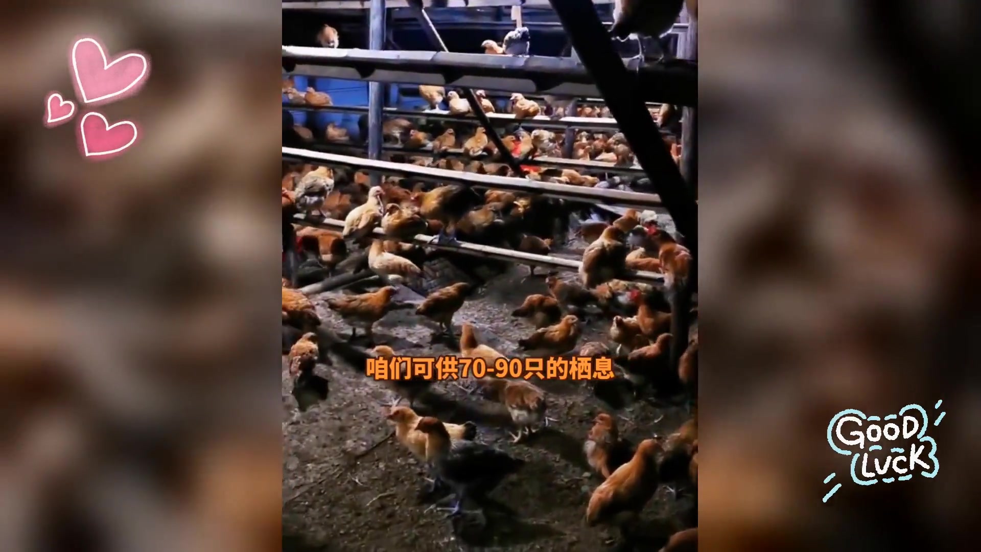 鸡舍搭木棍技巧多,学习简易搭建法