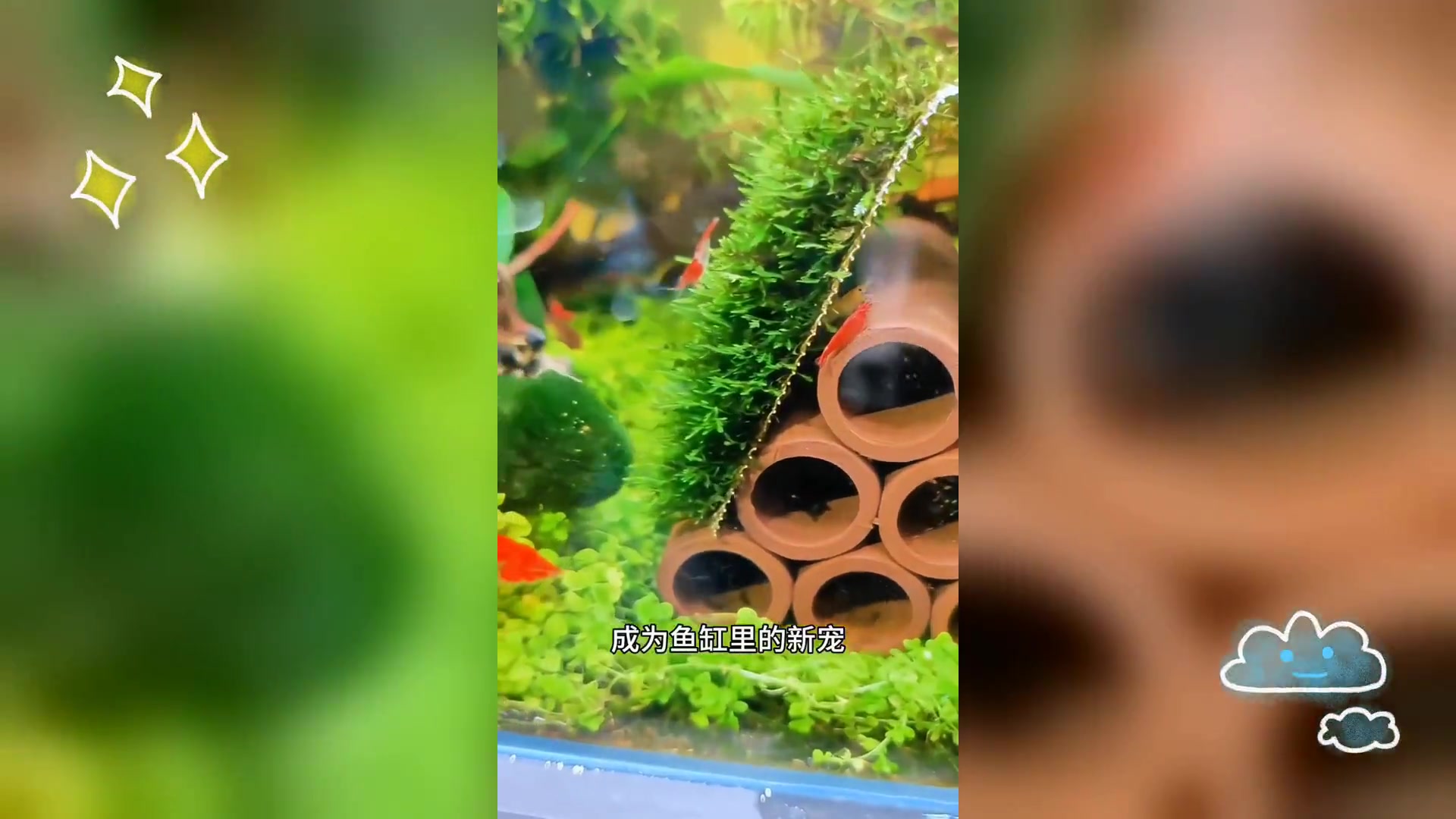 观赏虾: 鱼缸清洁高手,美观又实用