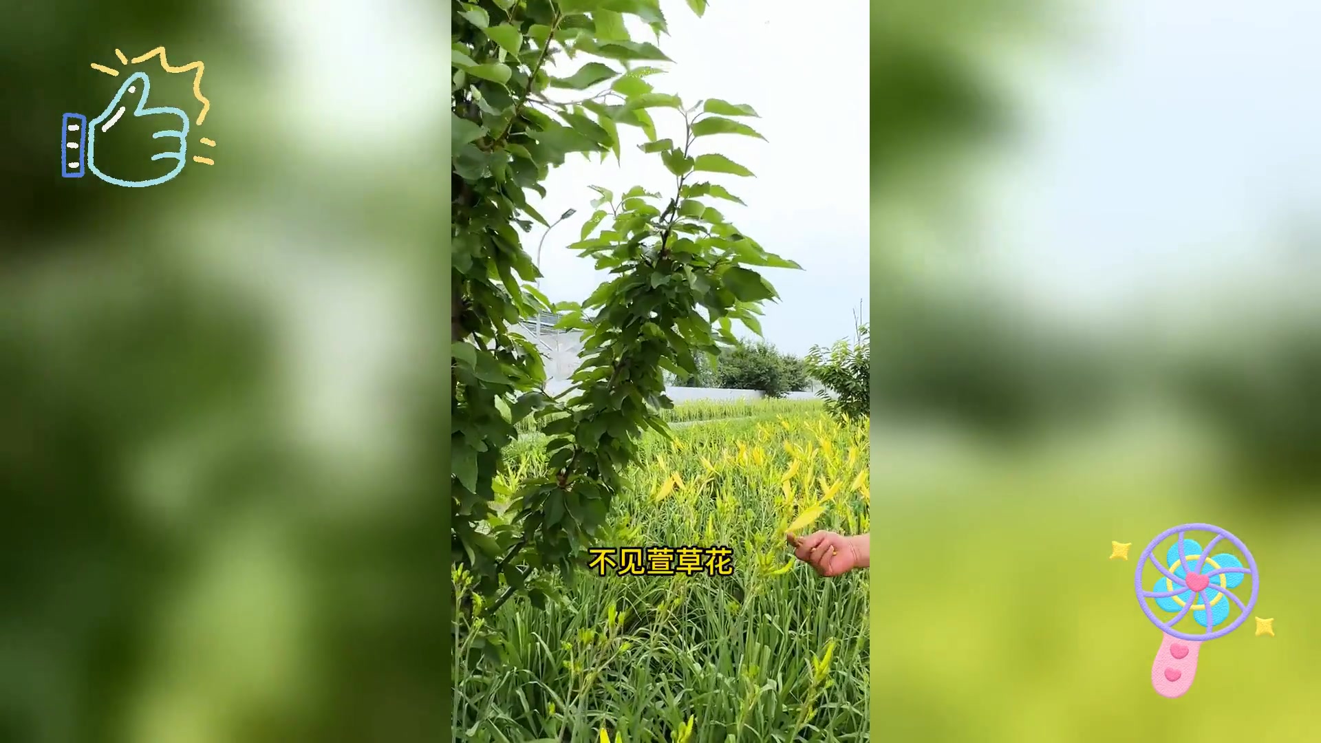 黄花菜: 忘忧母亲花,又名忘忧草