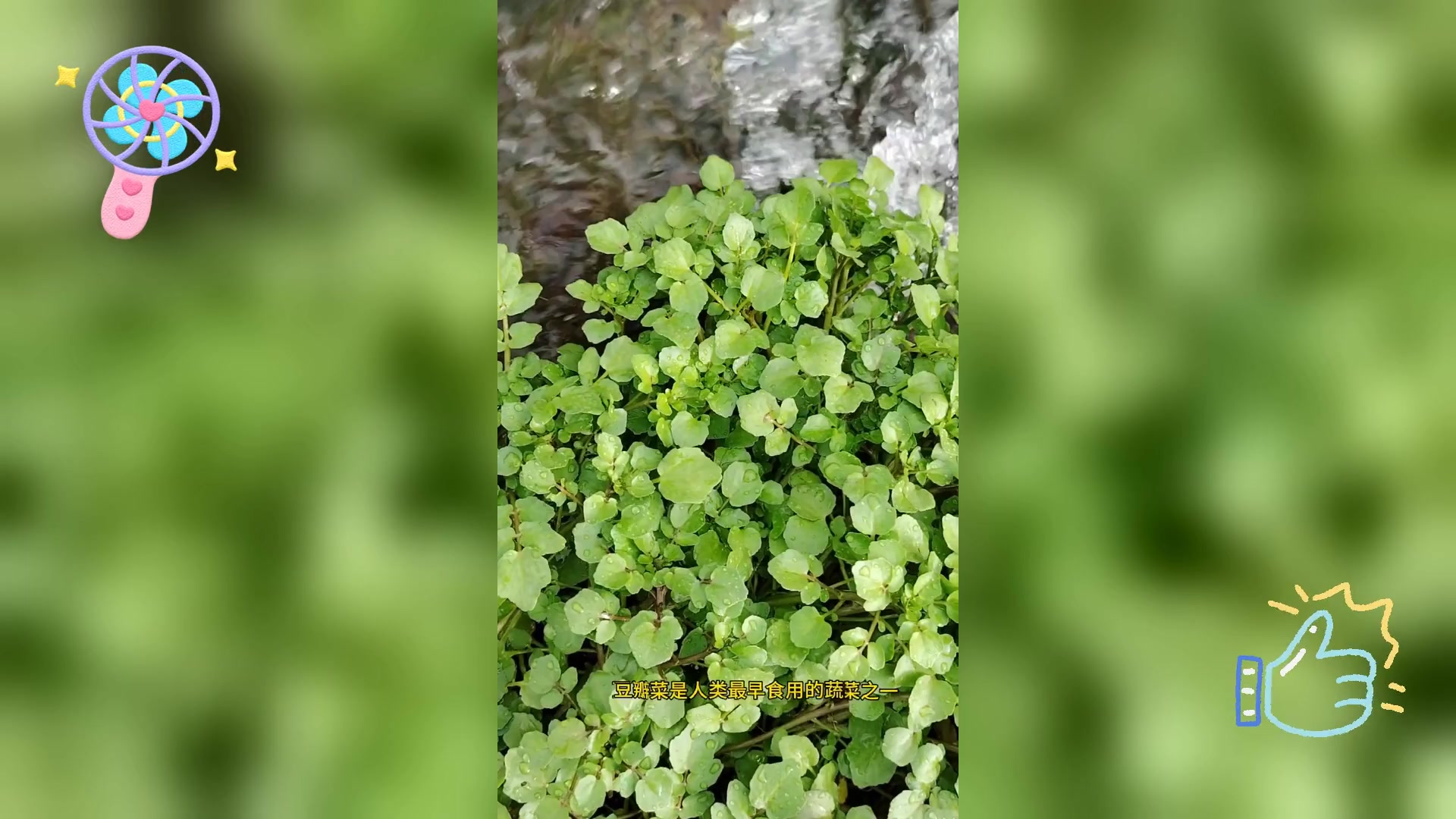 蔬菜领航者