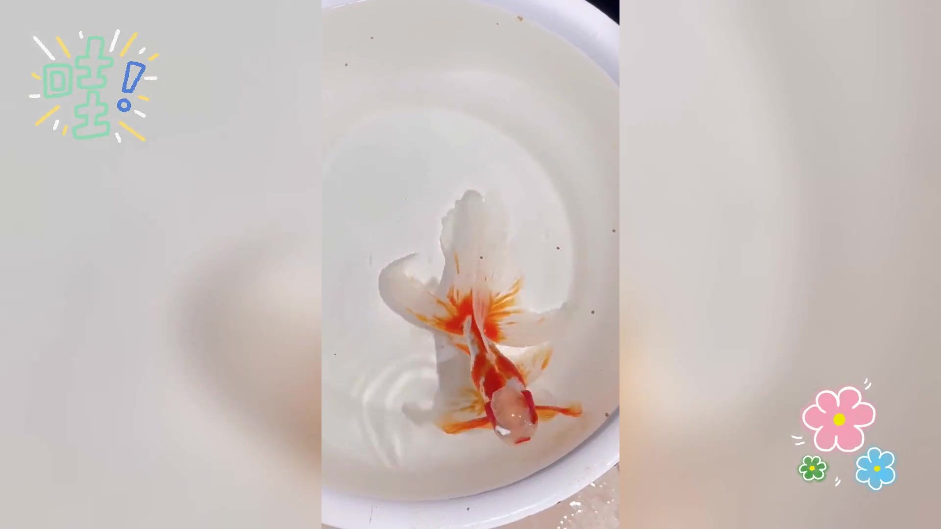 凤尾金鱼,传统之美,飘逸灵动