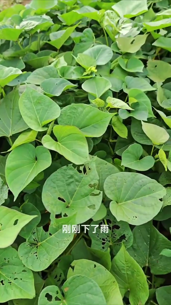 红薯叶窝窝头 真好吃