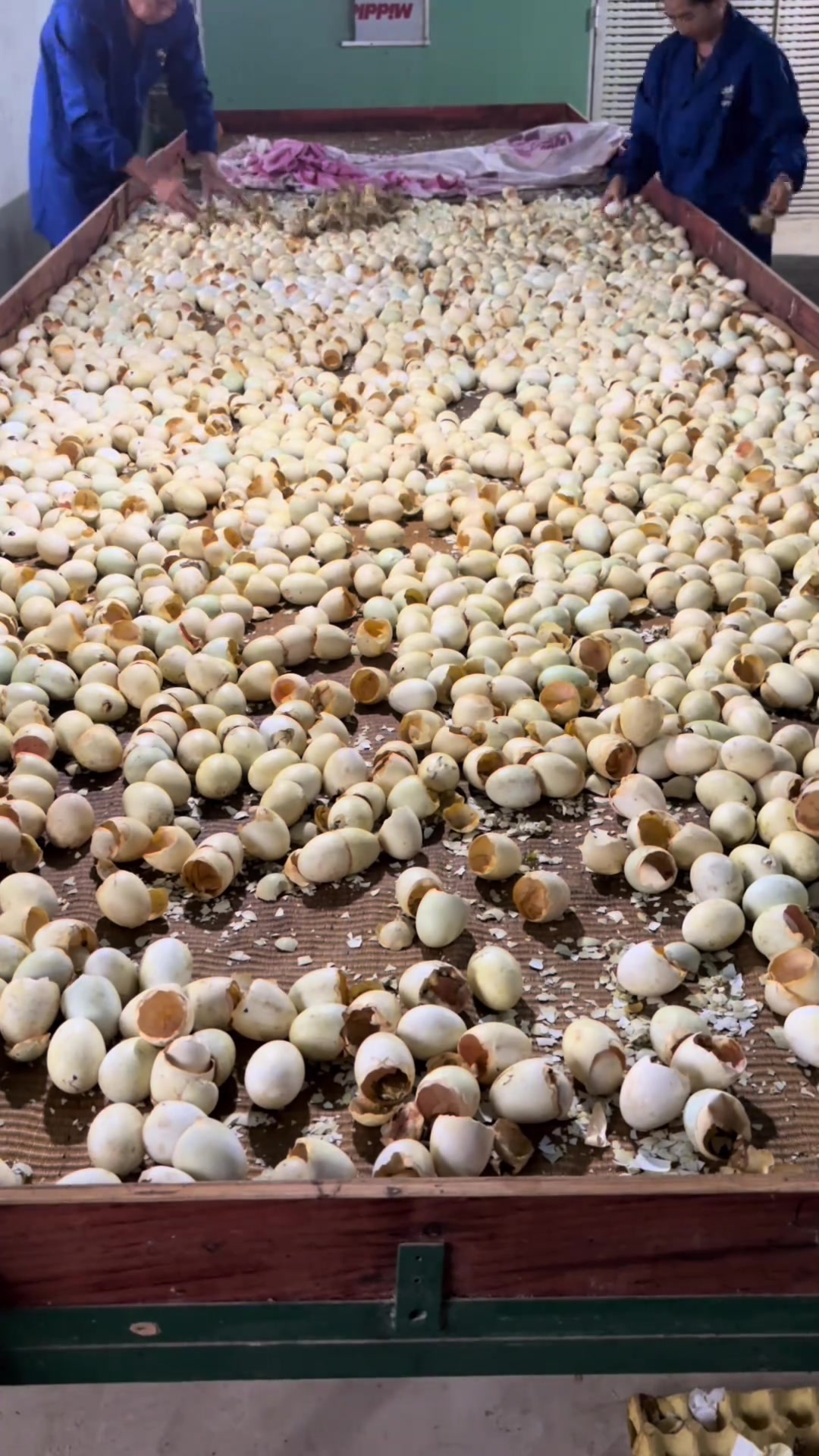 进来解鸭吧!你们的烤鸭!啤酒鸭!盐酥鸭!小鸭孵化,随拍解压视频