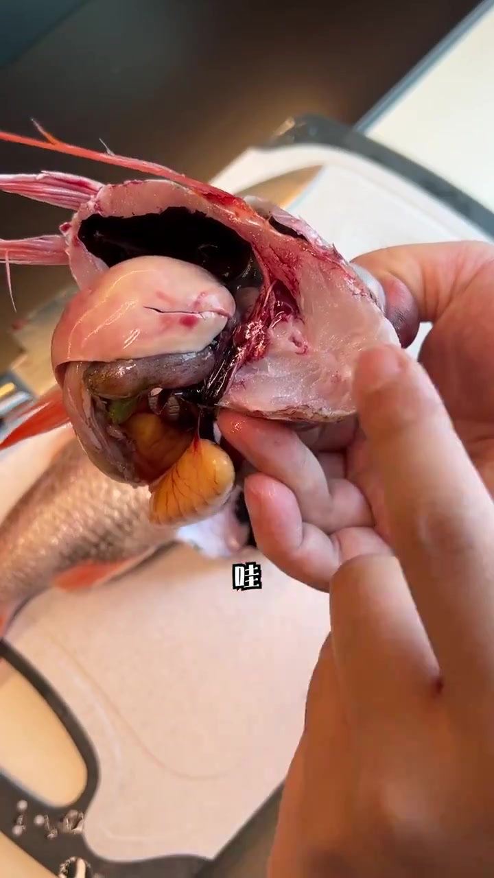 舟山隐藏中的超高级鱼!