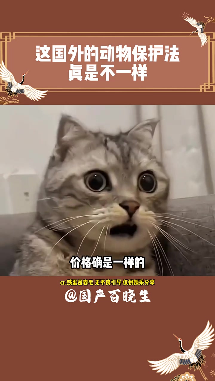 这国外的动物保护法真是不一样 国外 鸡蛋 搞笑