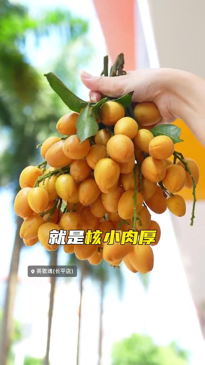 英歌魂头届黄皮节,竟然和潮汕喜剧天团马哩滑联名