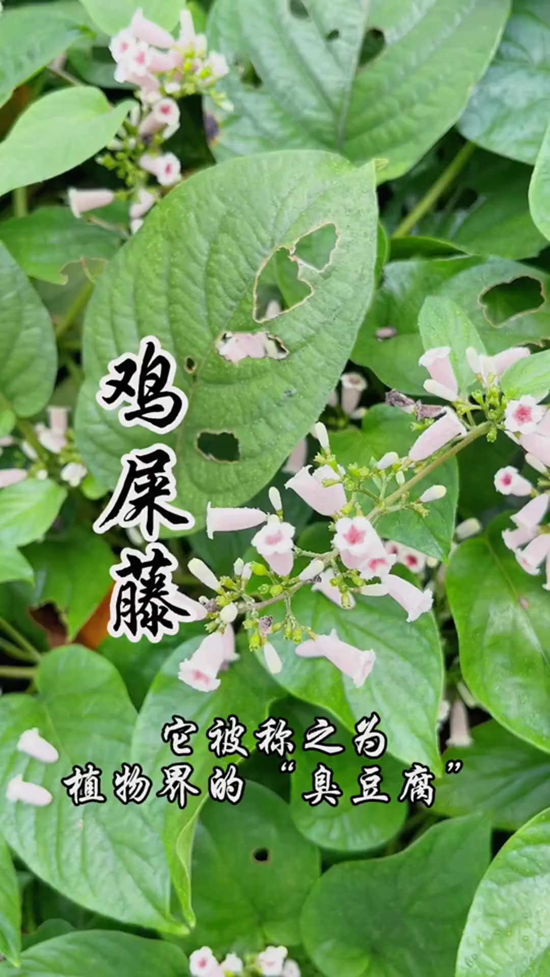 鸡屎藤,南方人喜爱的特色美食,植物界的“臭豆腐”!