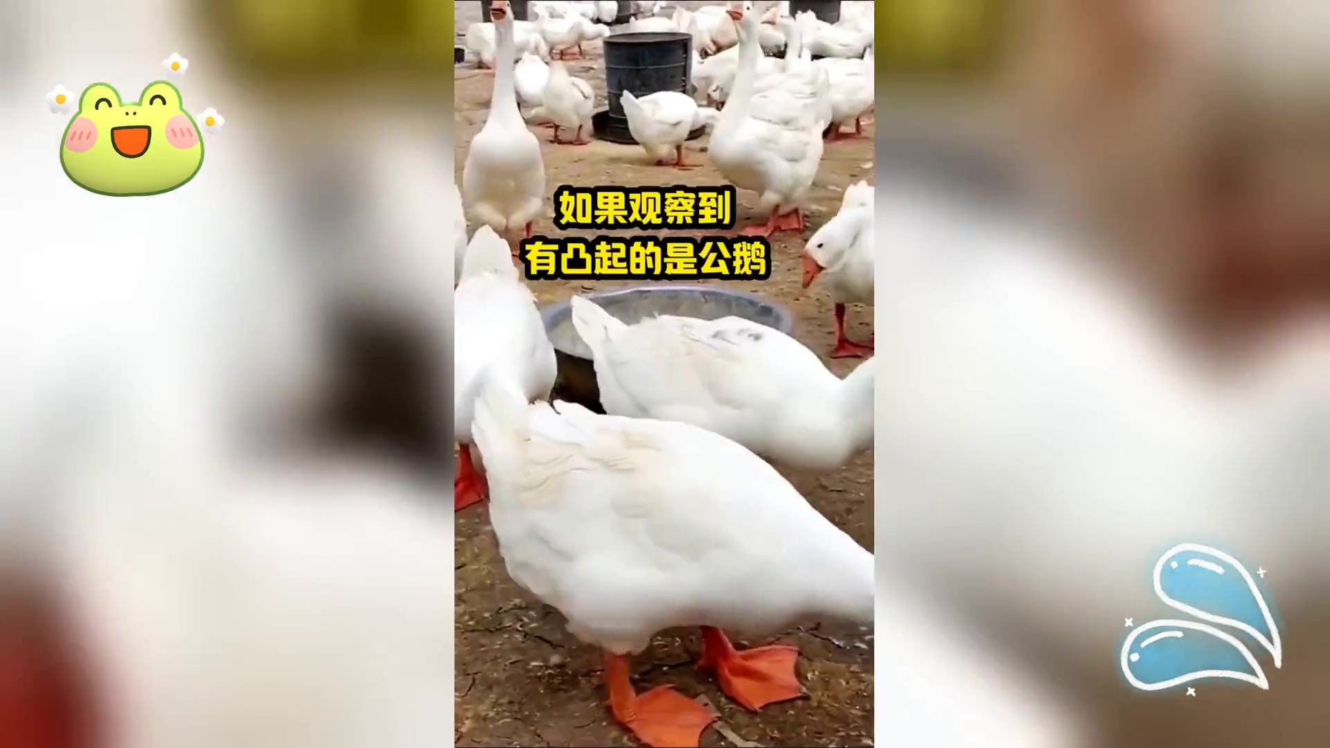 科学分辨大鹅公母,养鹅技巧全掌握