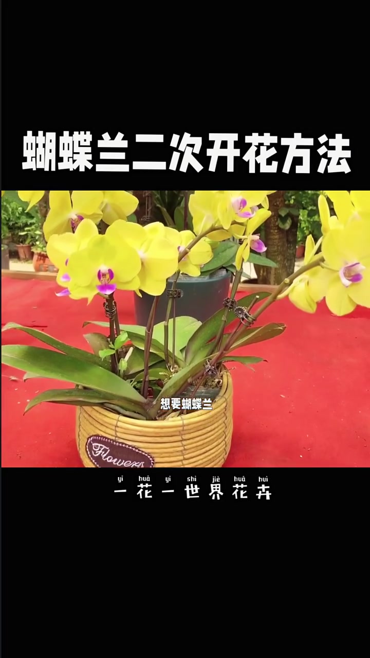 蝴蝶兰开完花 做好这三点就能二次复花