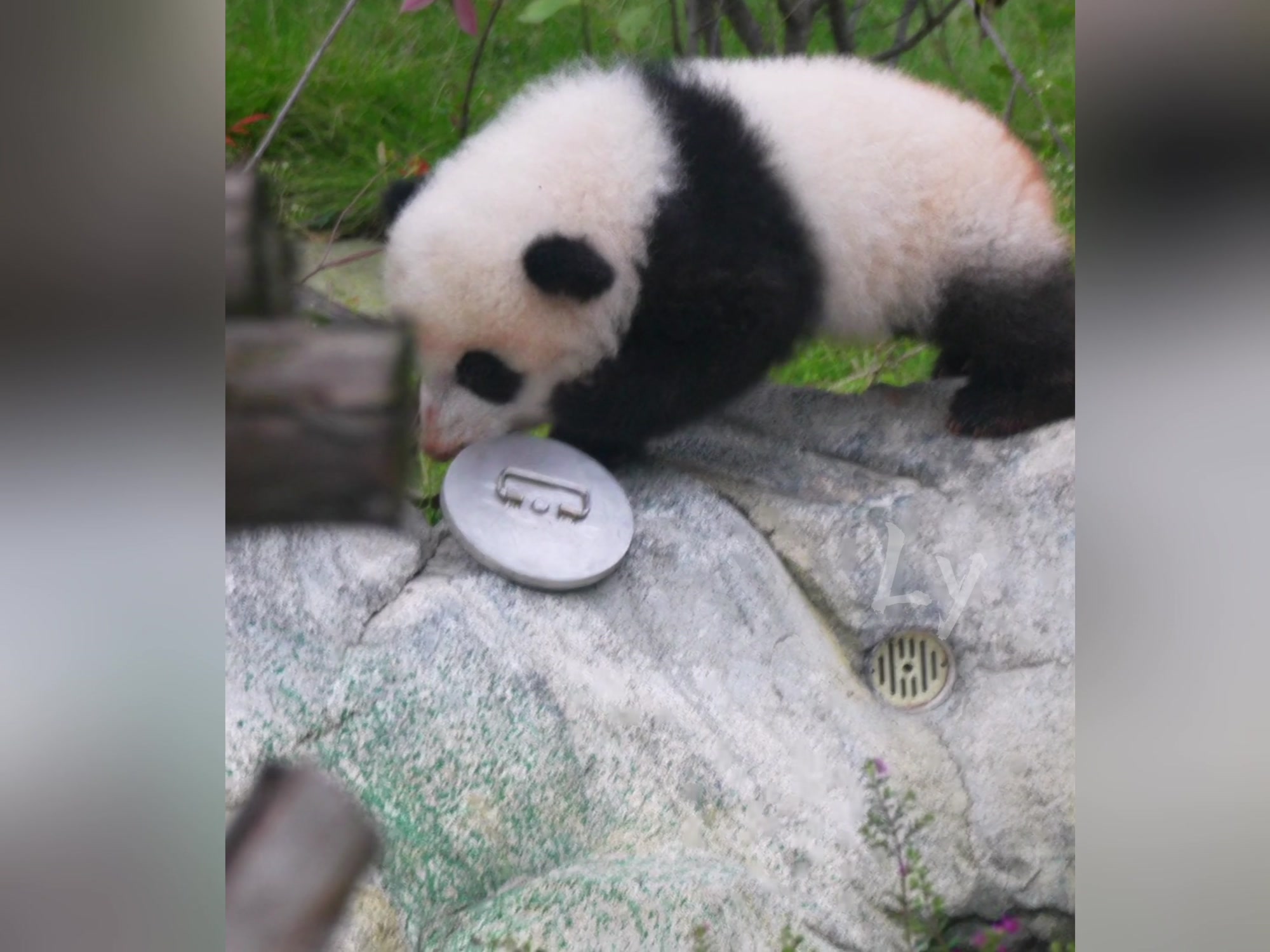 好奇的彩色宝宝,姨姨们见过吗?