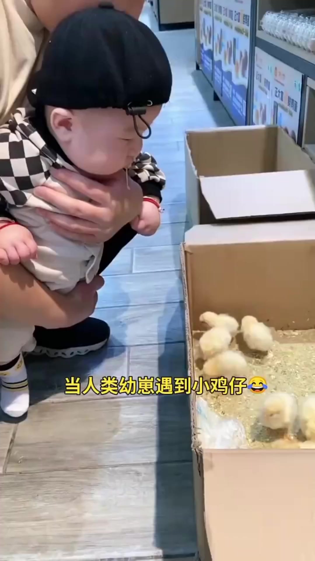 第一次看见小鸡仔,仿佛看见了美味的食物