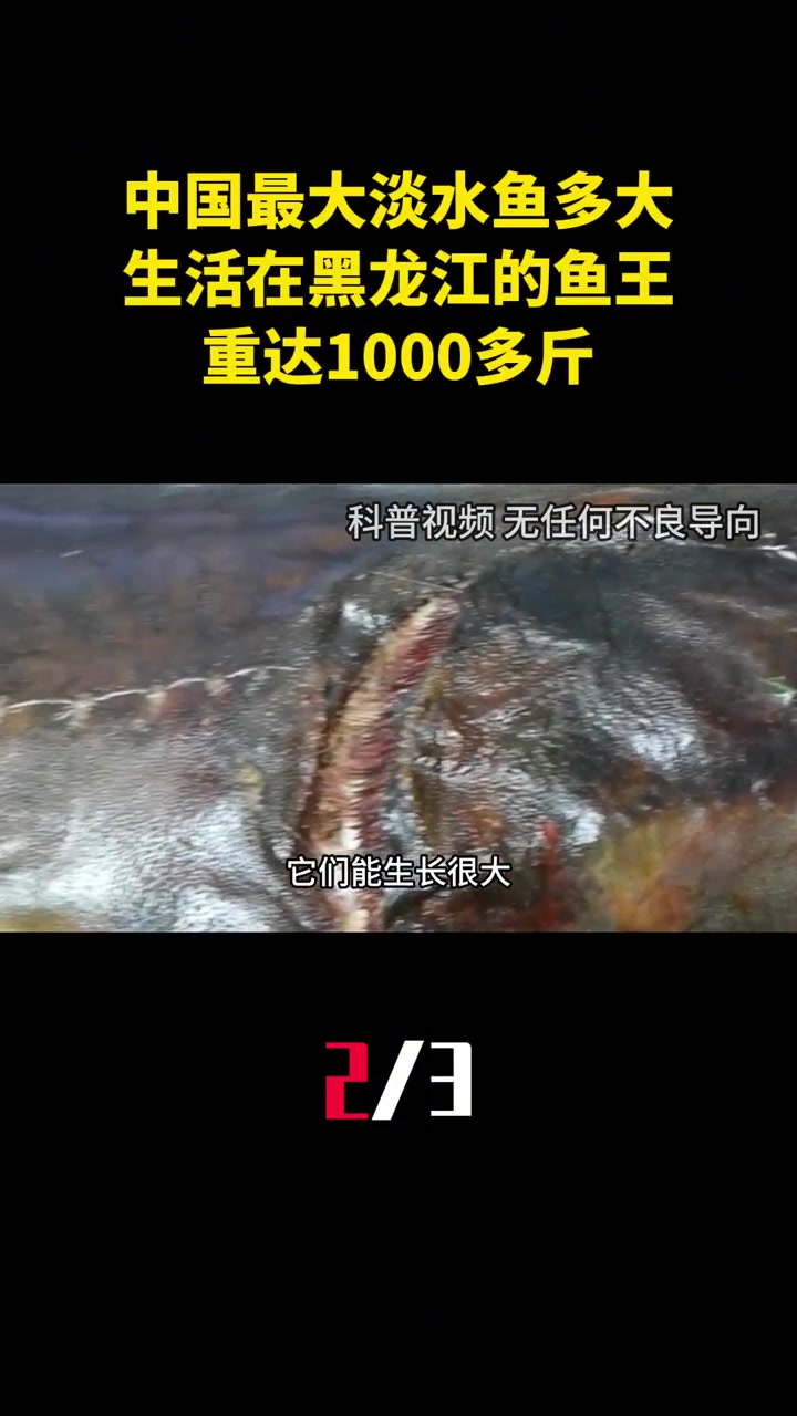 中国最大淡水鱼有多大?生活在黑龙江的鱼王,重达1000多斤!