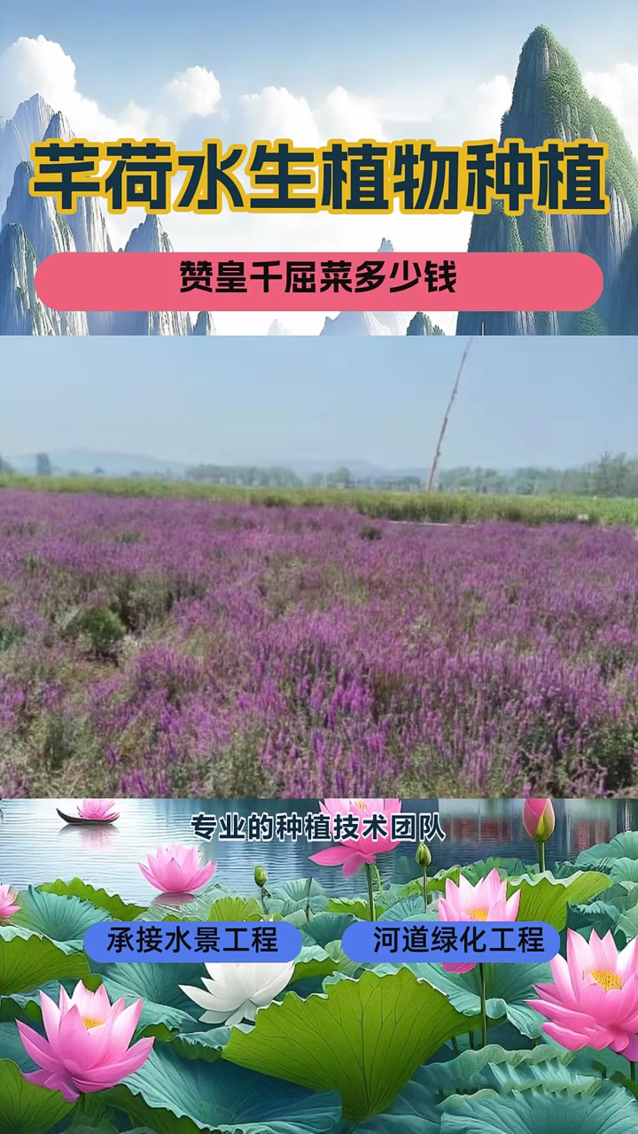 千屈菜种苗
