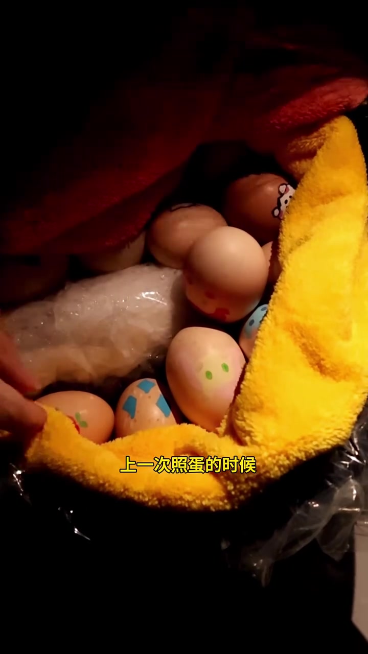 用电饭锅孵小鸡的后续来啦!孵蛋 孵小鸡 Vlog日常
