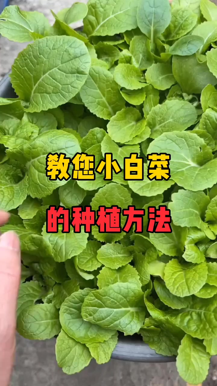 教您小白菜的种植方法