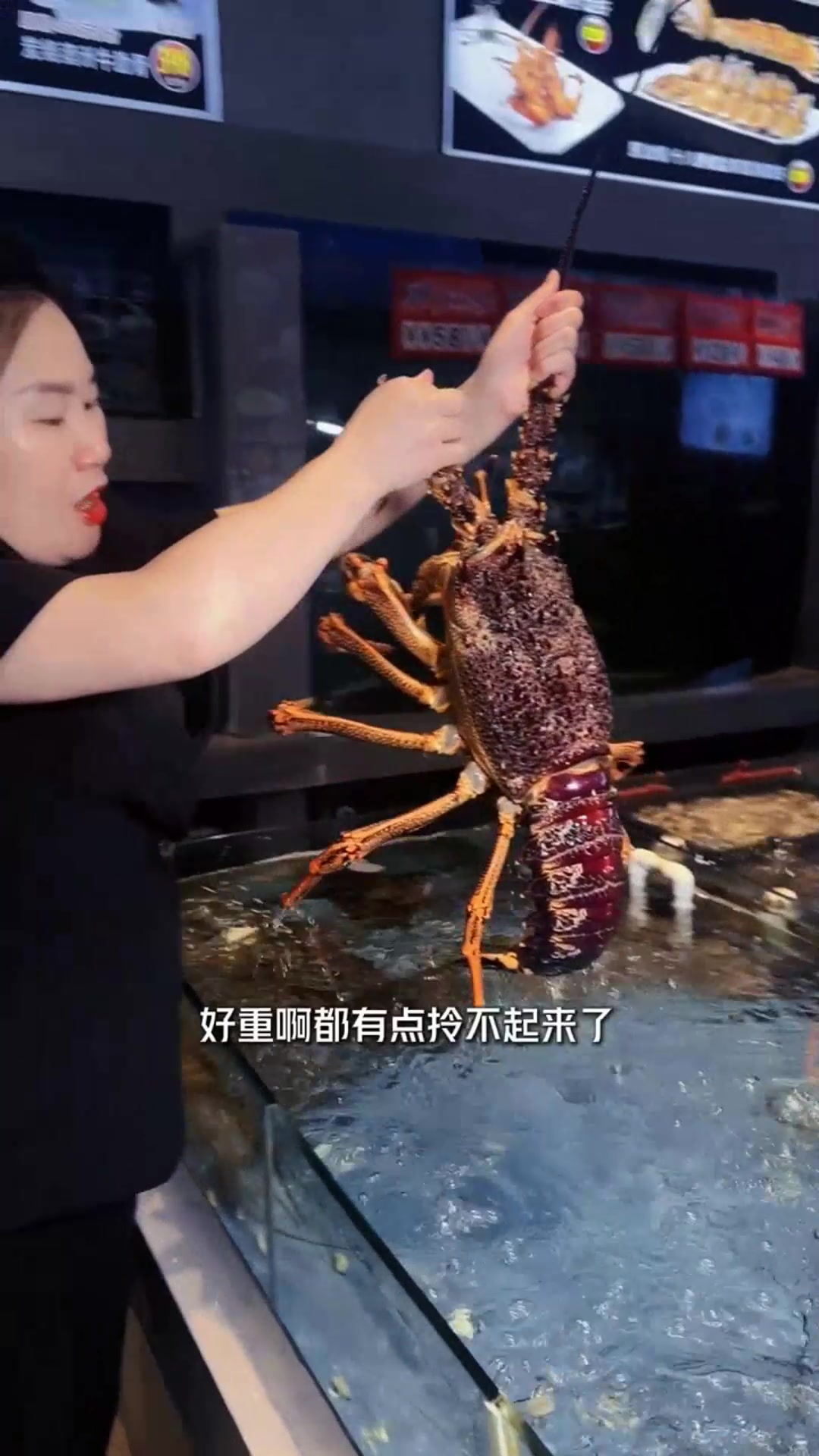 澳洲大龙虾,你见过吗?