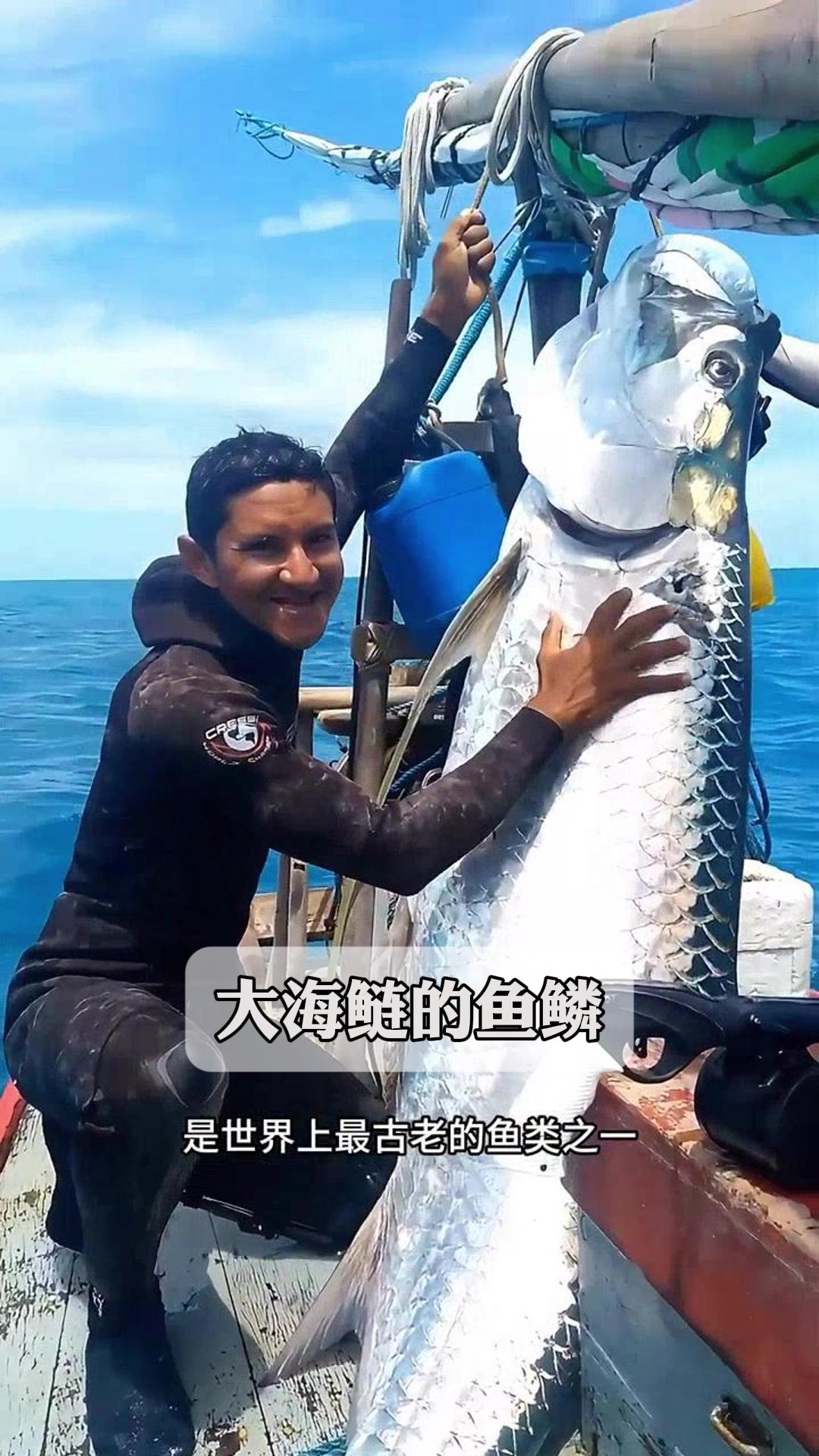 大海鲢的鱼鳞
