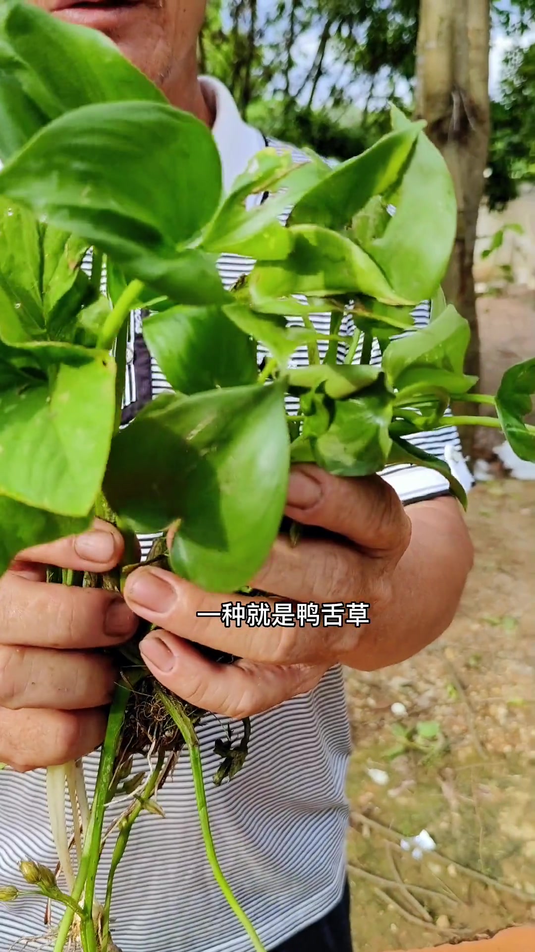 鸭舌草和此花地丁很难分