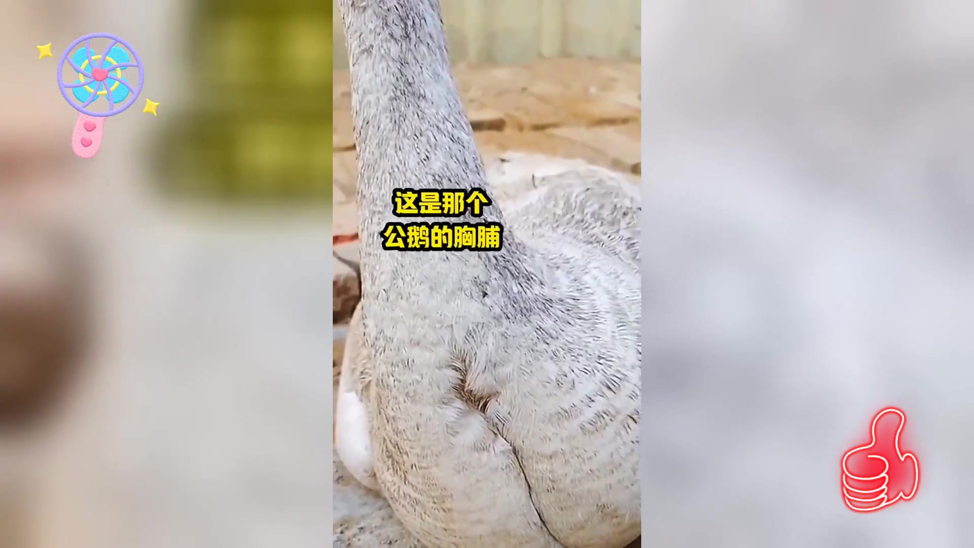 养鹅技巧: 外观分辨鹅的性别,简单实用
