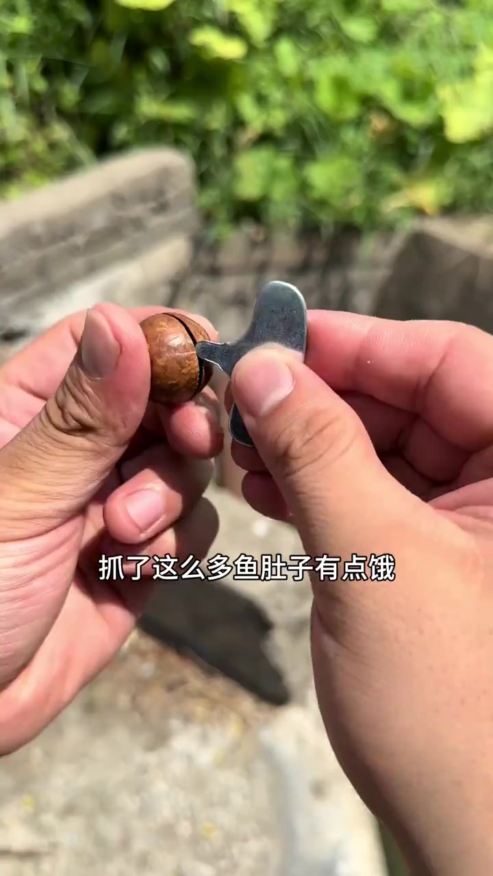 今天在小水沟逮到一个肚子鼓起来的鱼,我从来都没有见过