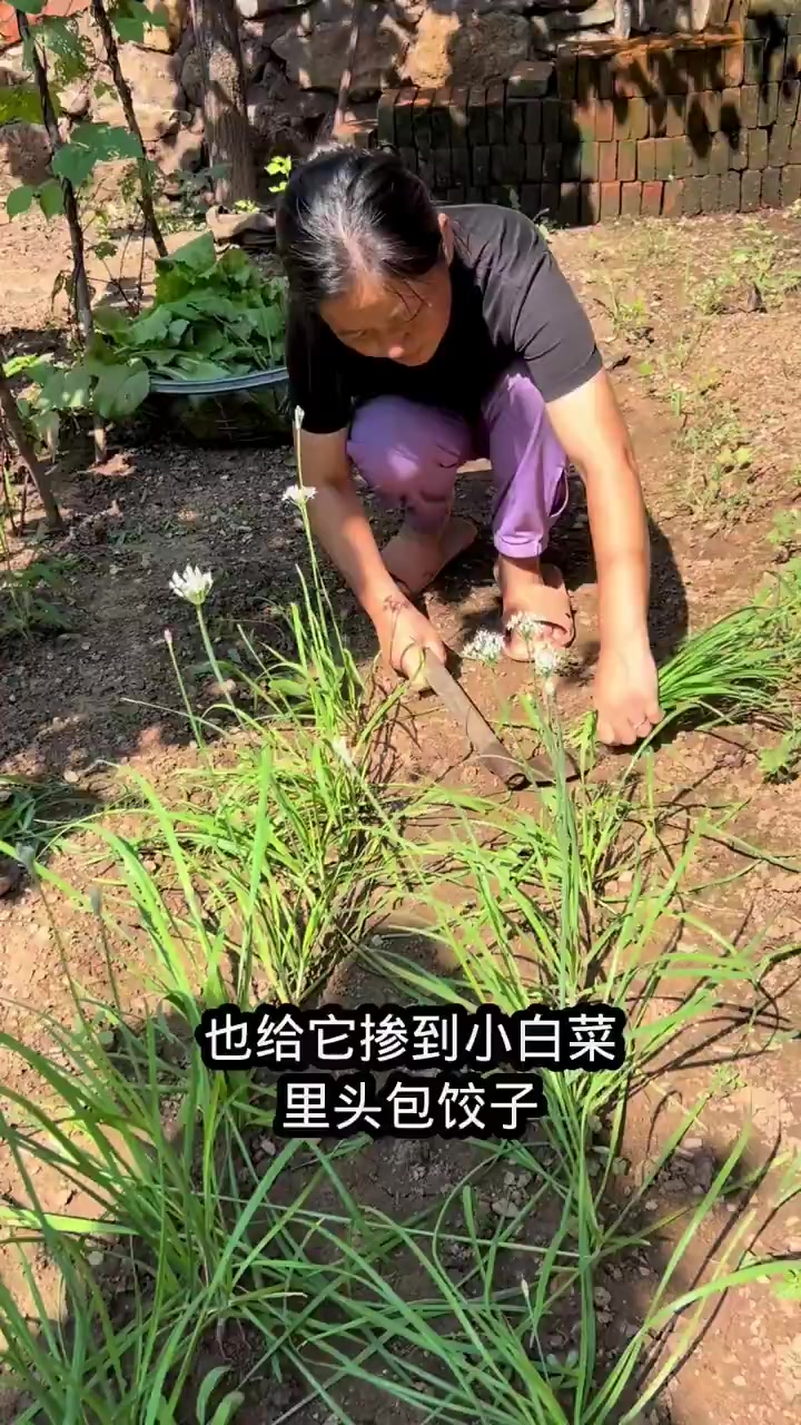 包饺子白菜出肉馅的