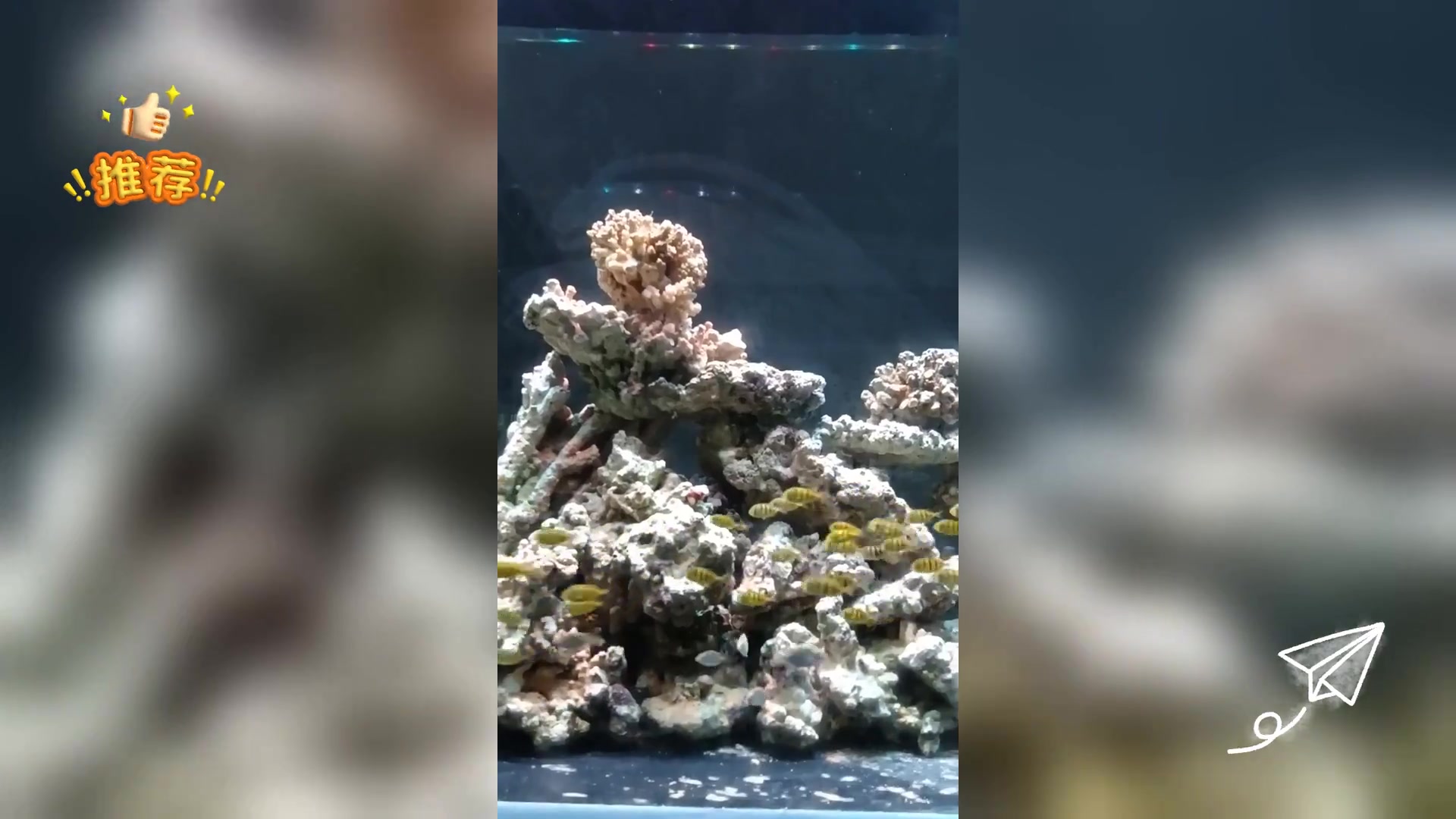 4-6cm黄金鲹,海缸观赏鱼