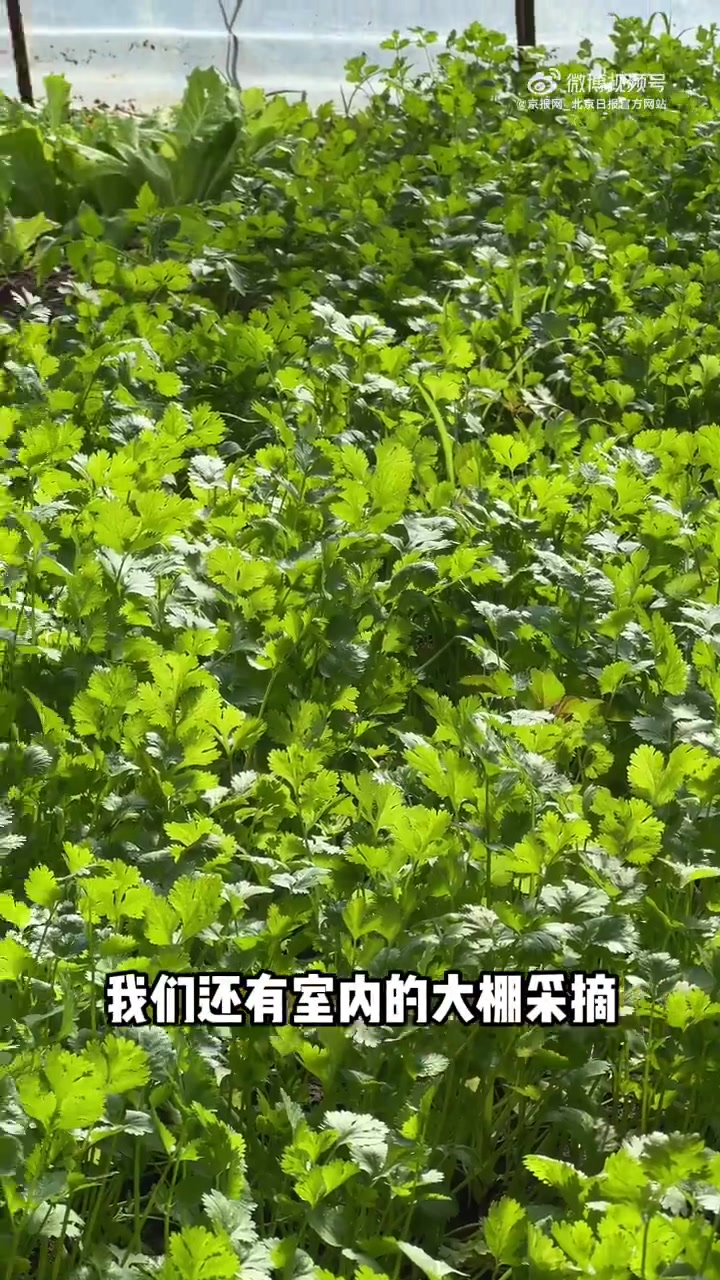 金秋十月,又到了采摘佳季。步入翠绿菜地,亲手挑选新鲜蔬菜。晨间阳光下生长的蔬果,傍晚便化为