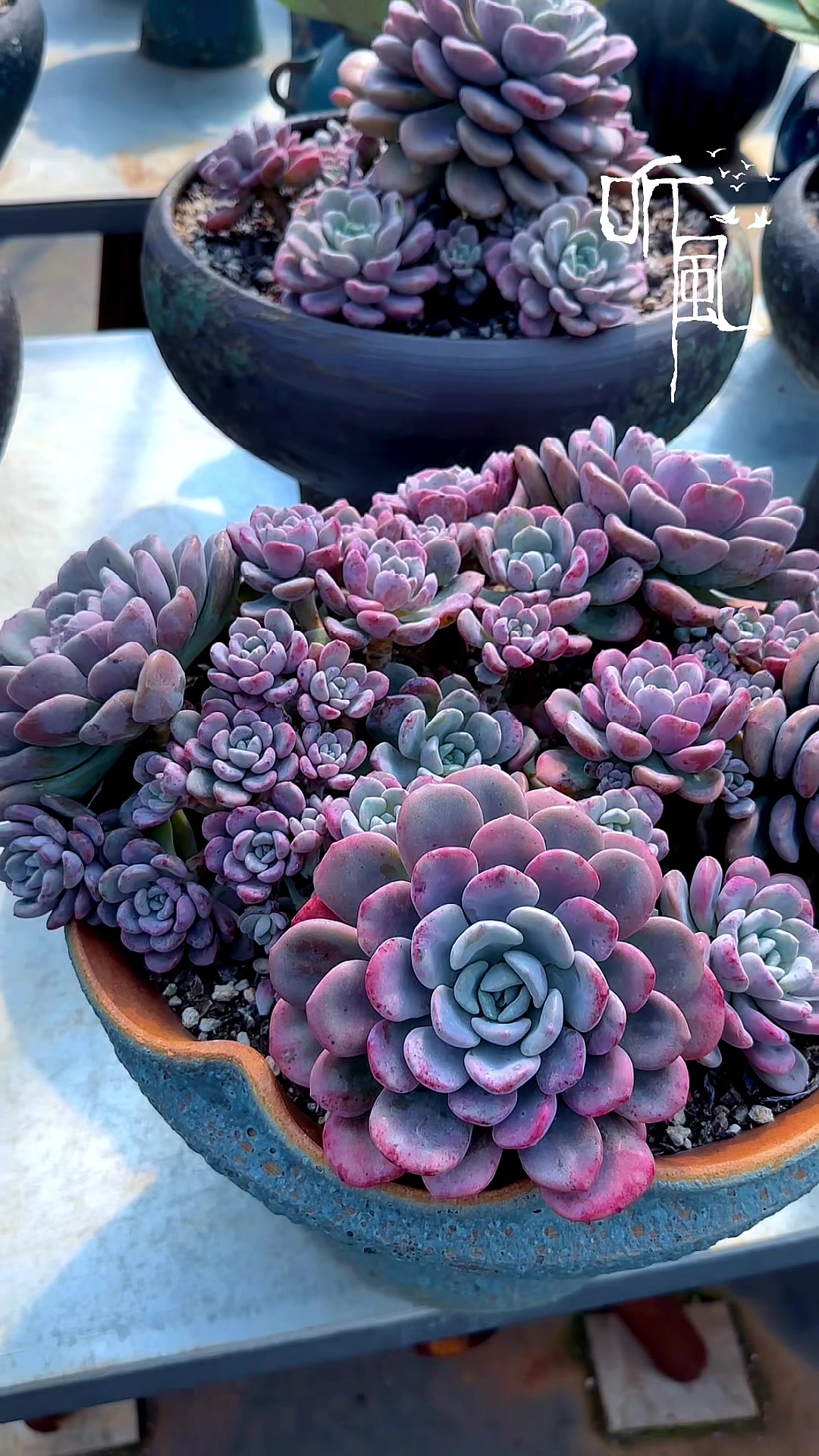 庭院别墅花园多肉植物推荐