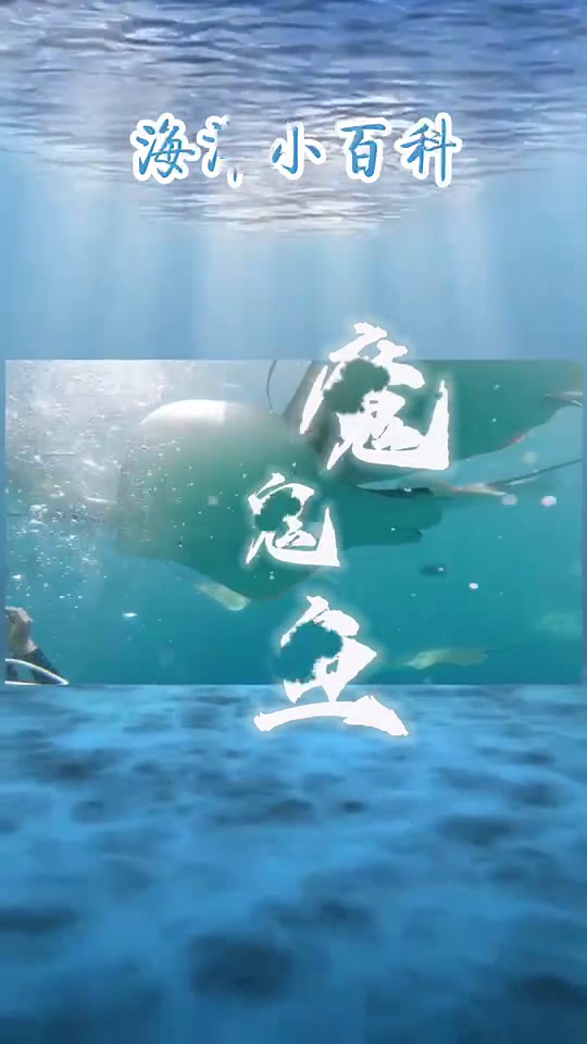 “海洋流通货币”魔鬼鱼|海洋小百科