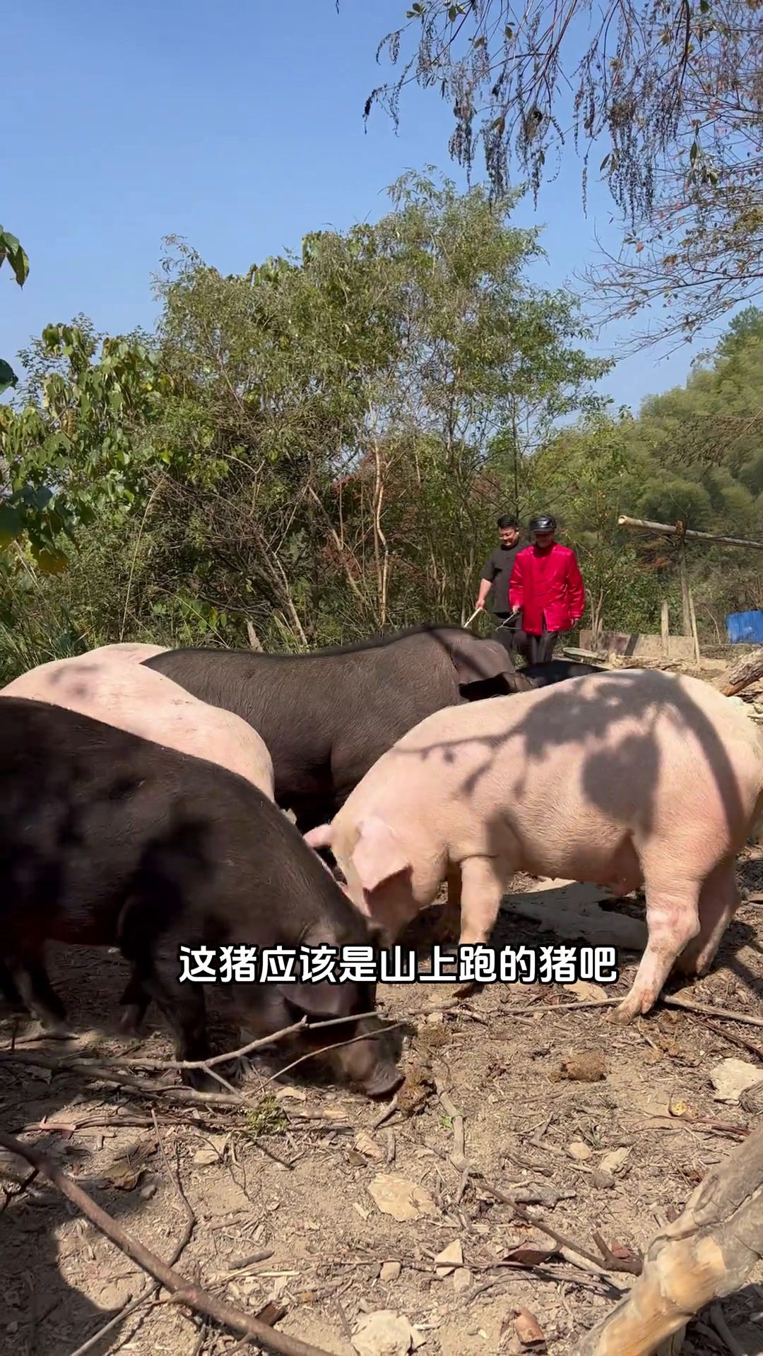 肥得透明的老腊肉活动价来啦