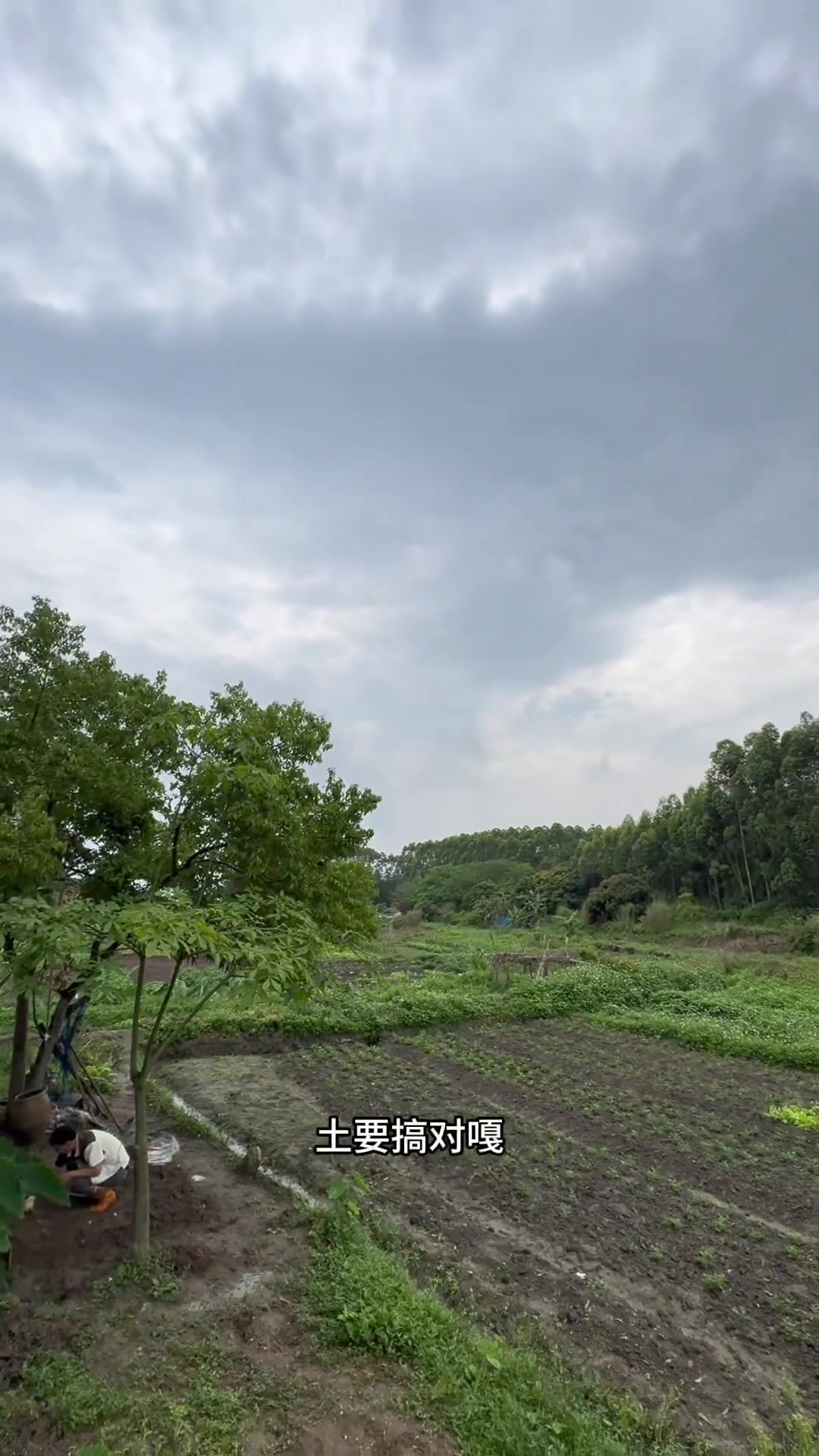 缅芫荽又叫刺芹或者大芫荽