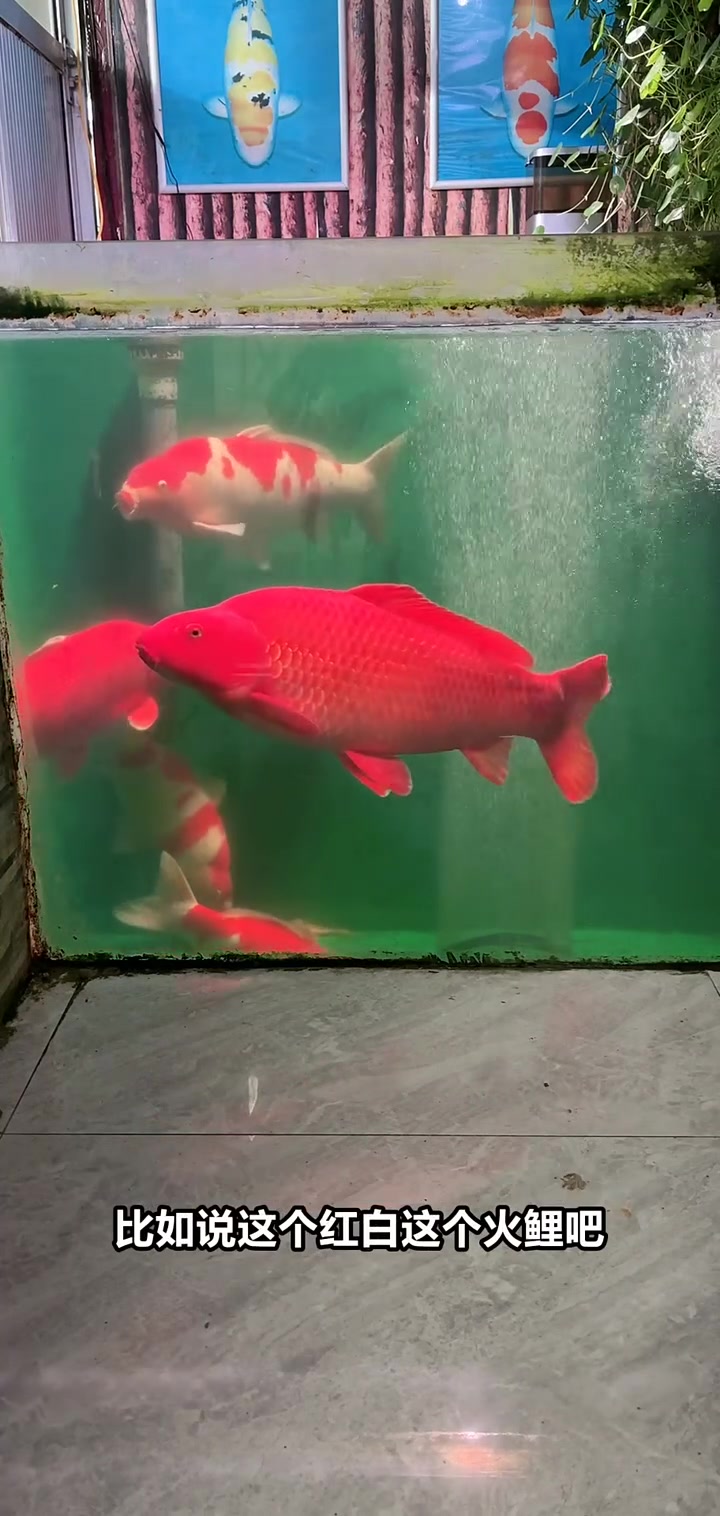 直播间特惠!60-70cm红白火鲤鱼限量抢购,快来选购!