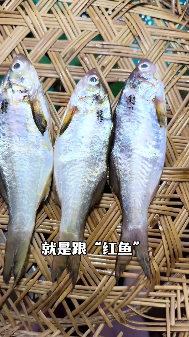 午笋仔鱼也叫糯米午鱼