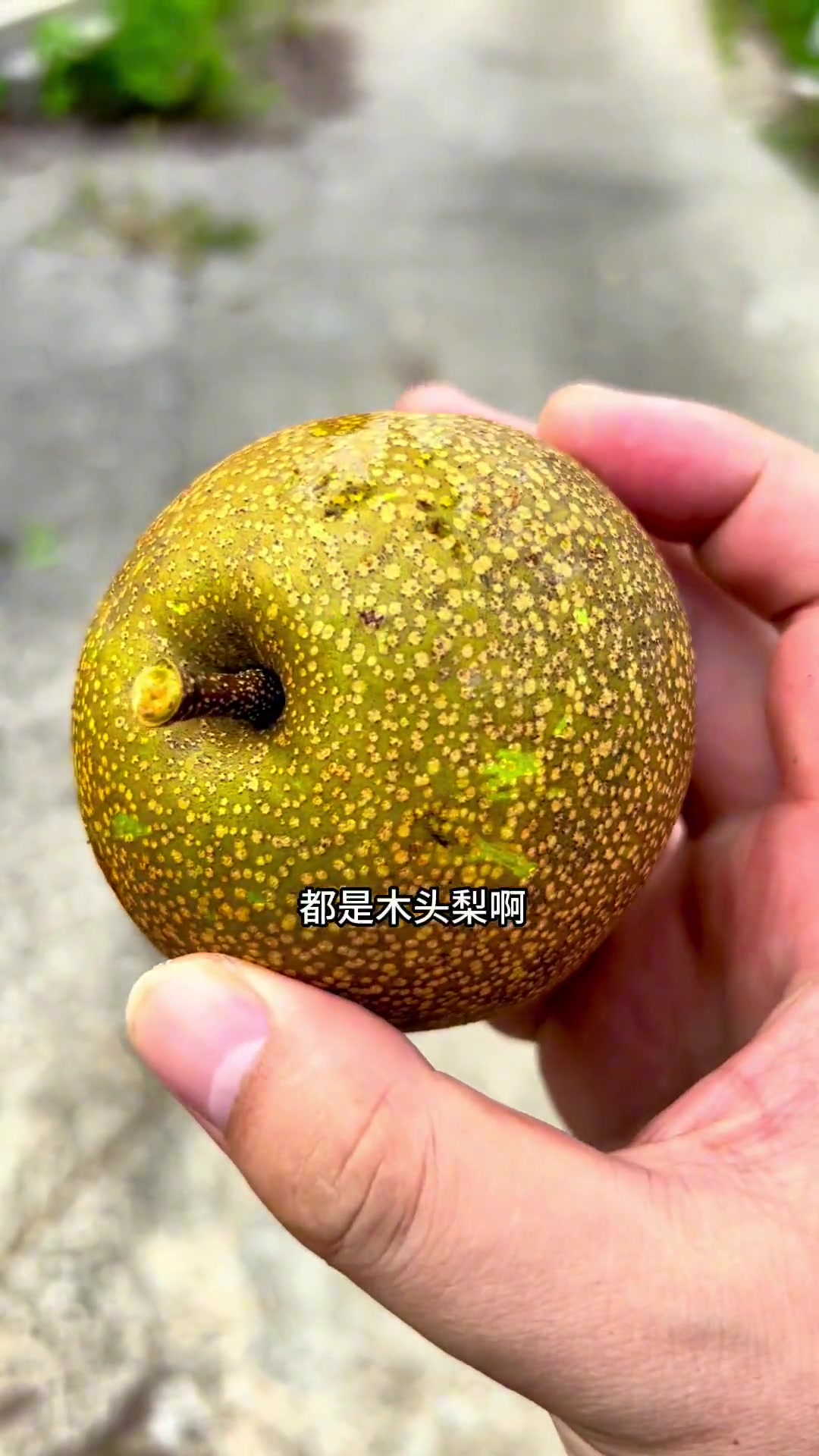 来自闽清大山里土鸡土番鸭……