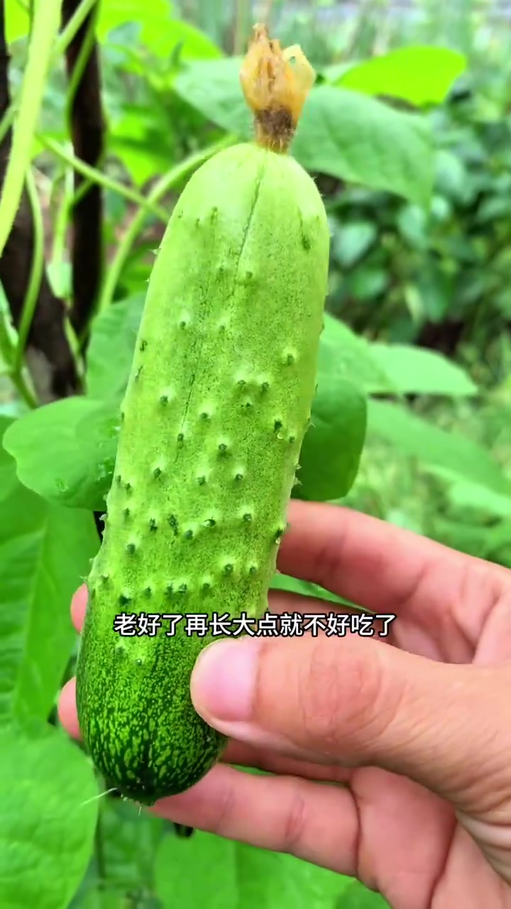 鸭绿江野生大鲤鱼 身披金甲 肉质鲜美紧实 没有土腥味 “鱼”