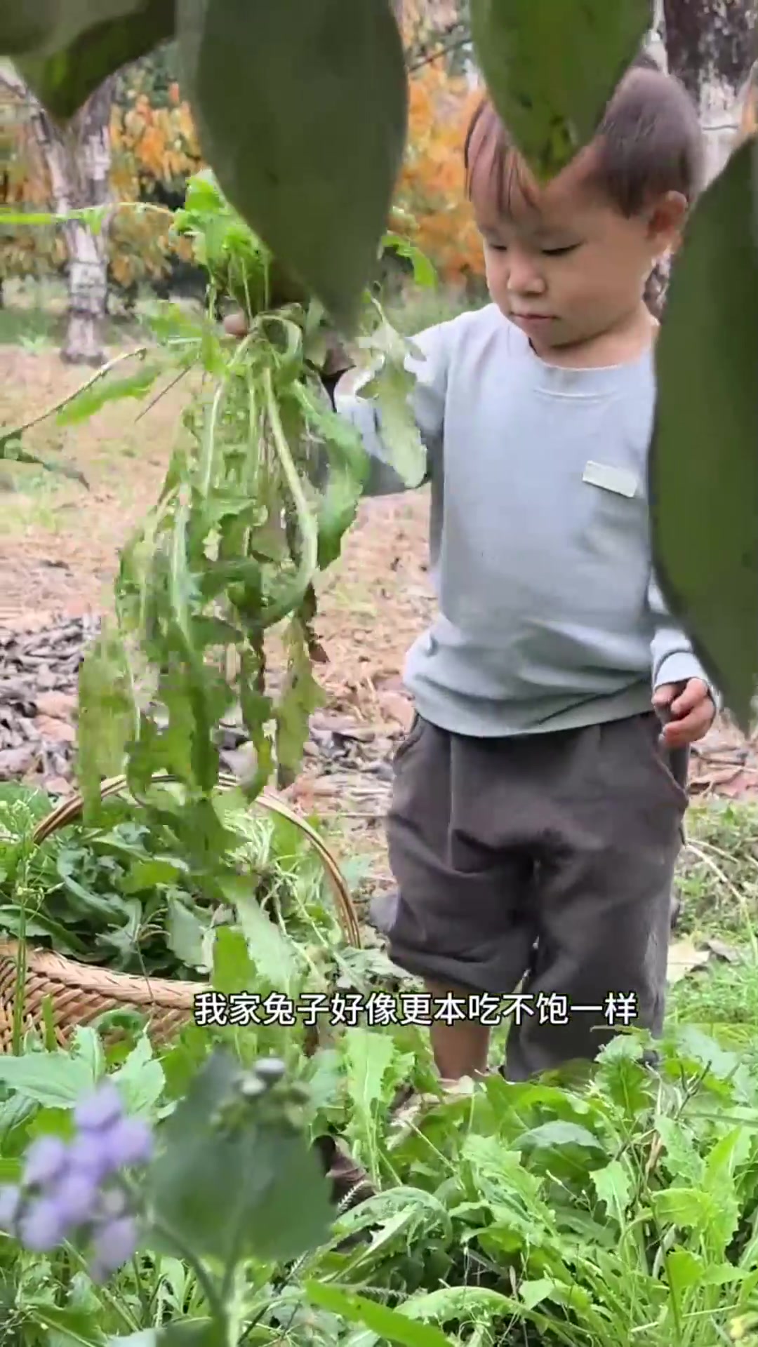 最近小兔子喜欢吃野菜,所以一早就跟奶奶出去扯野菜了