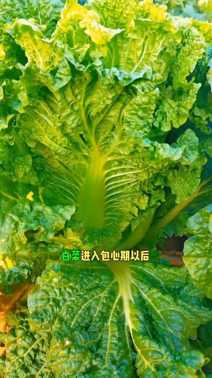大白菜包心期要不要打底叶