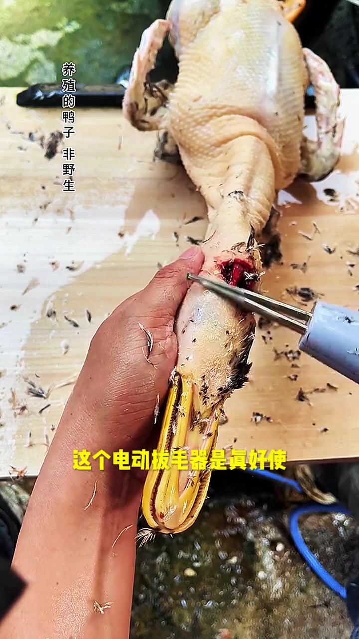 这是给鸡鸭鹅脱毛呢