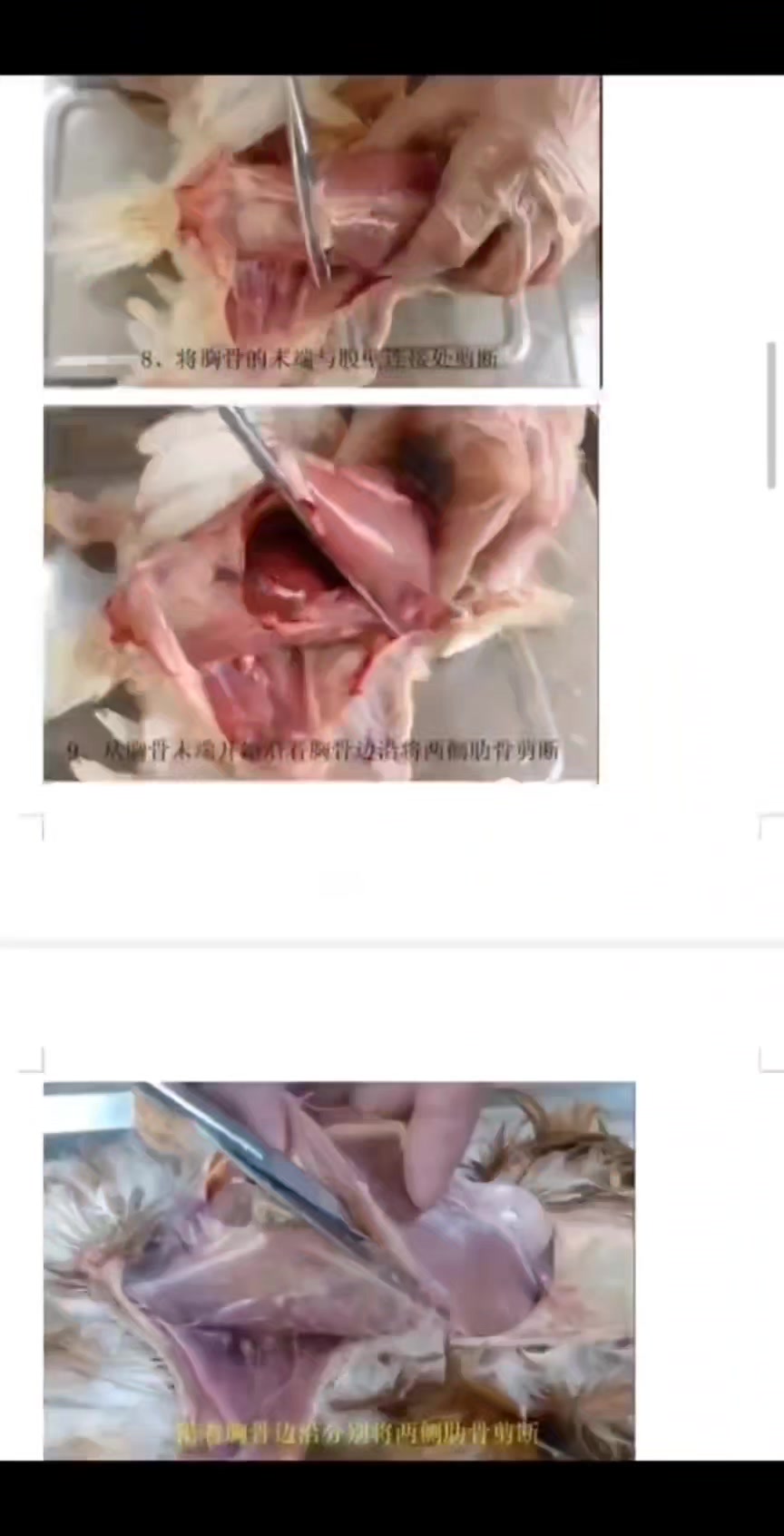 养鸡解剖教程,免费送给你!