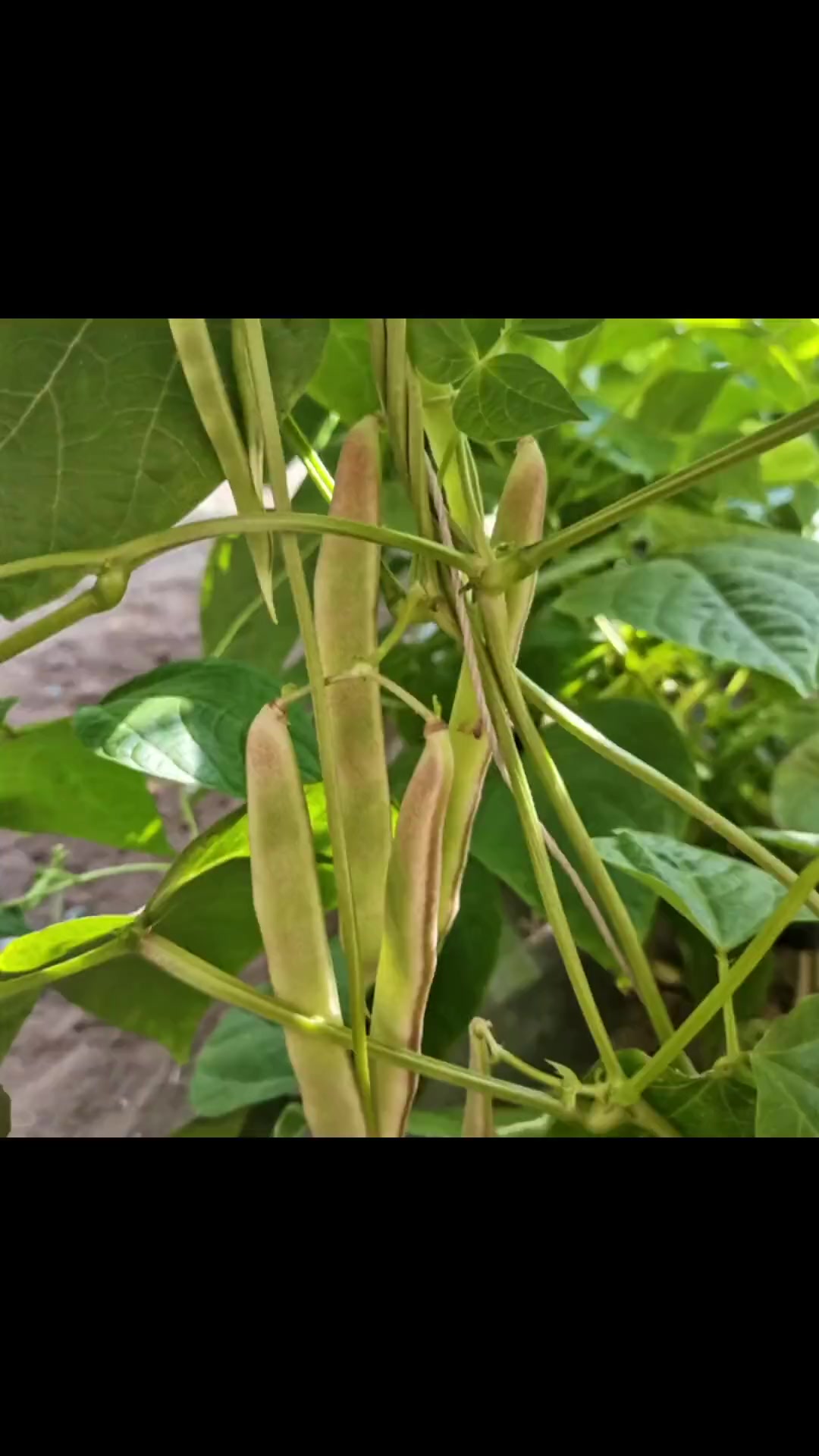 今天和大家展示蔬菜标准化生产示范基地生产