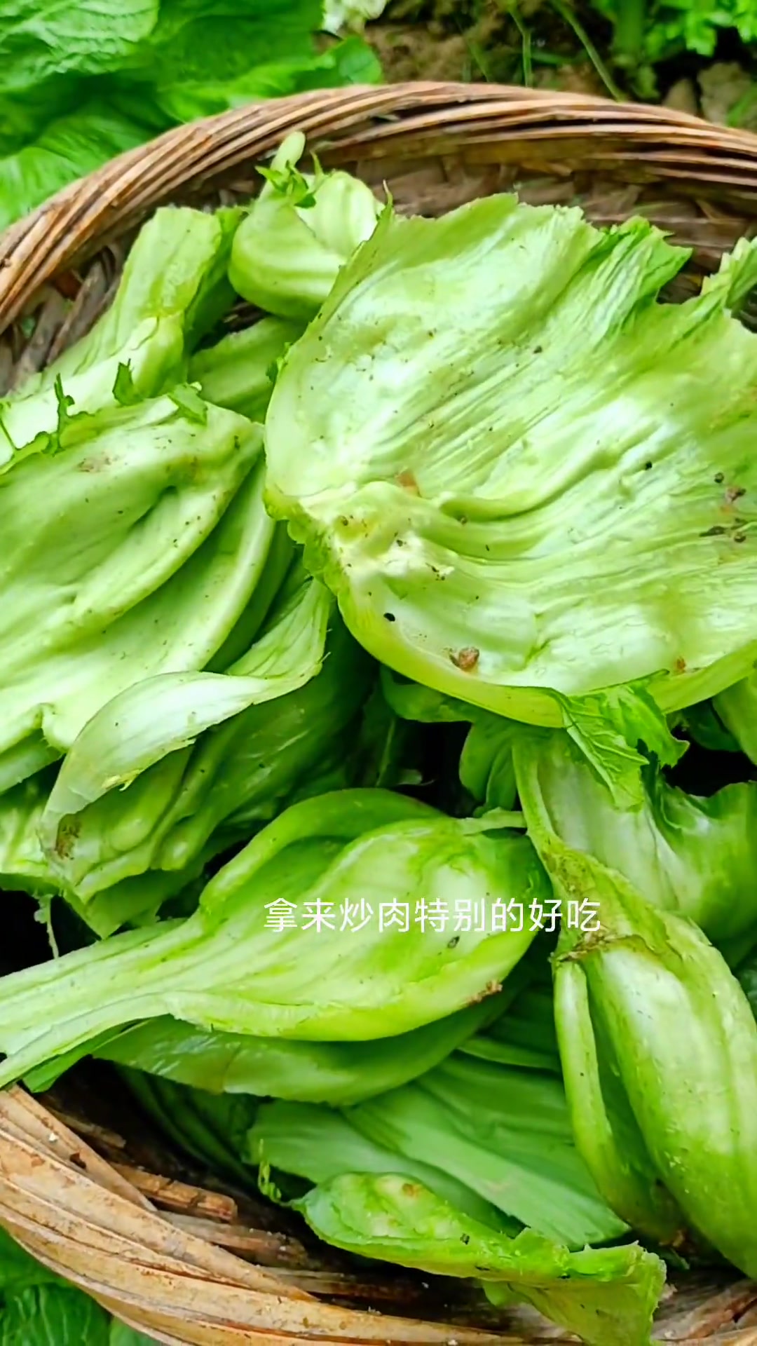 青菜苔这样吃特别的开胃你吃过吗?用记录农村真实生活