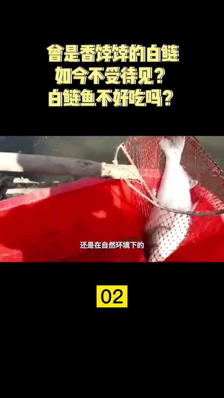 曾是香饽饽的白鲢鱼,如今却不受待见?难道是白鲢鱼不好吃吗?