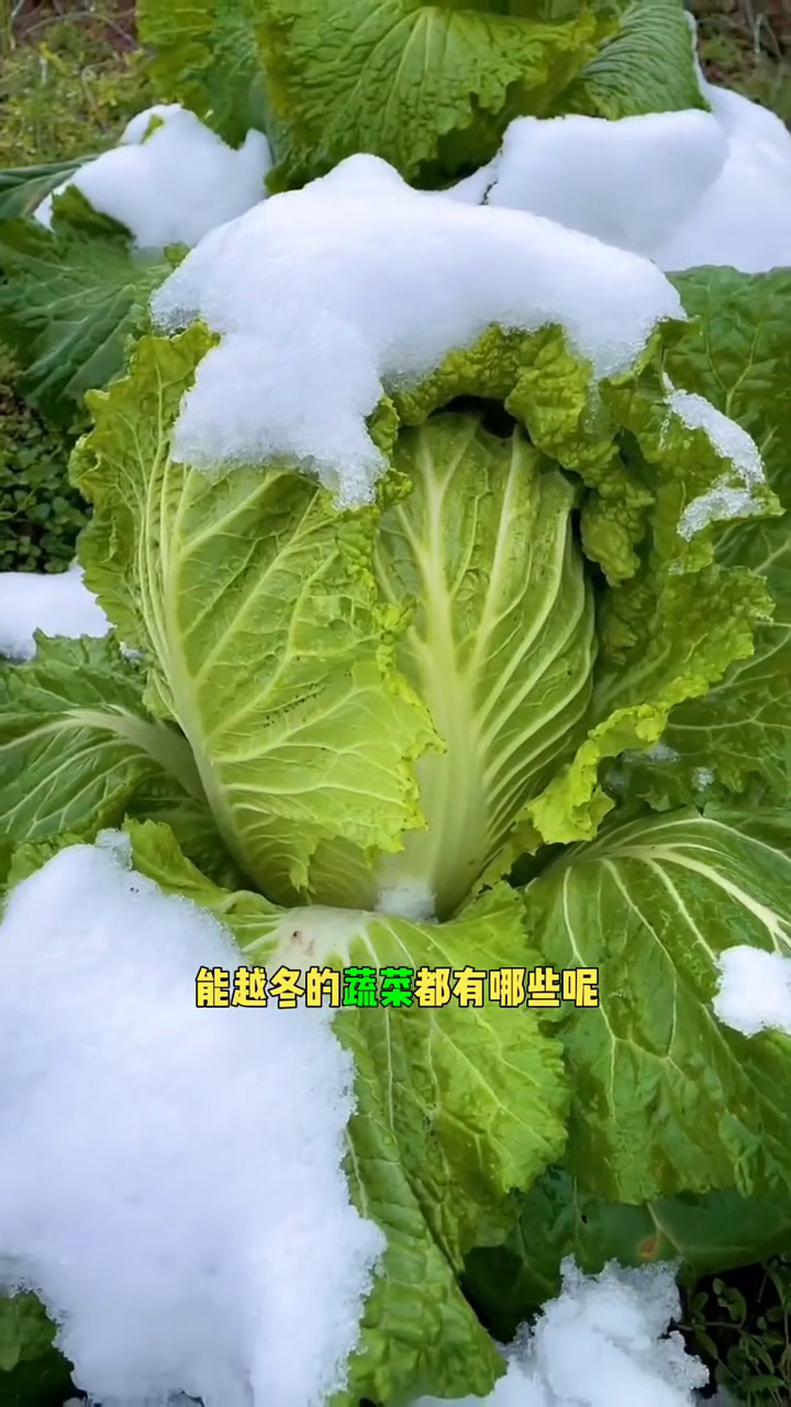 能安全越冬的蔬菜有哪些